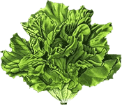 Regular Lettuce