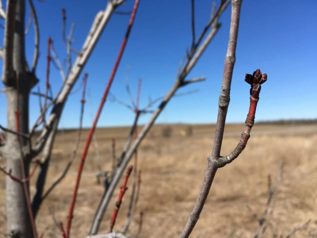A Rumour of Spring