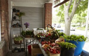 CSA Pickup - Of Frogs and Purslane and Tomatoes at Sunset — Knuckle Down News, Week 10