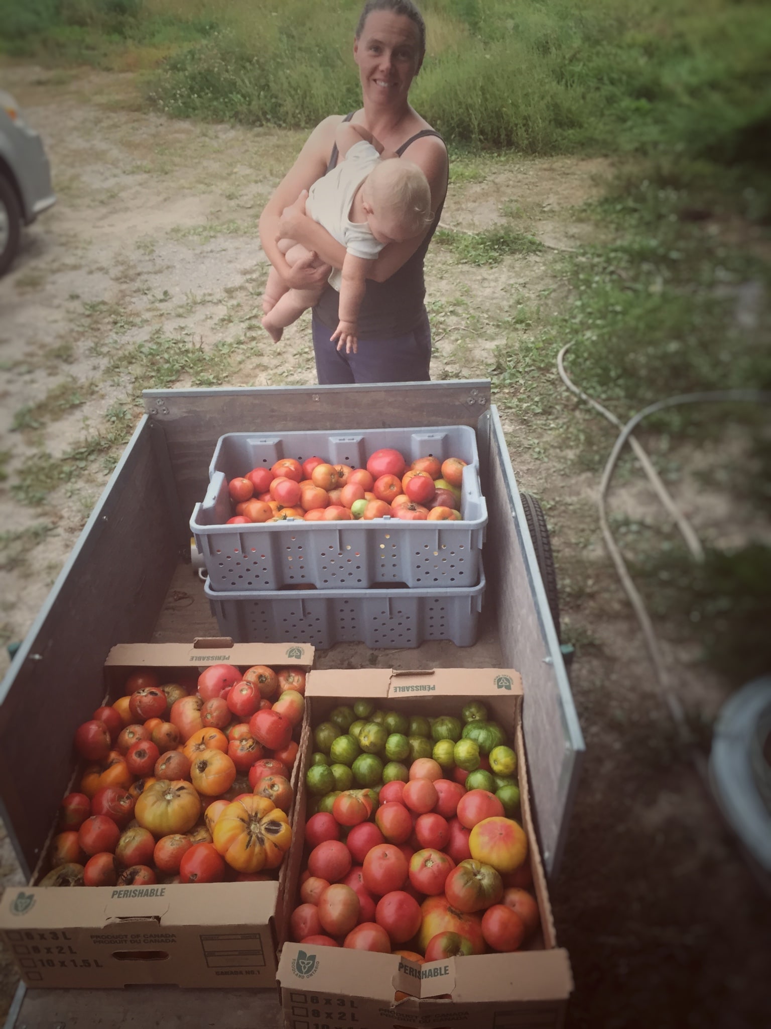 Cart-load o' tomatoes