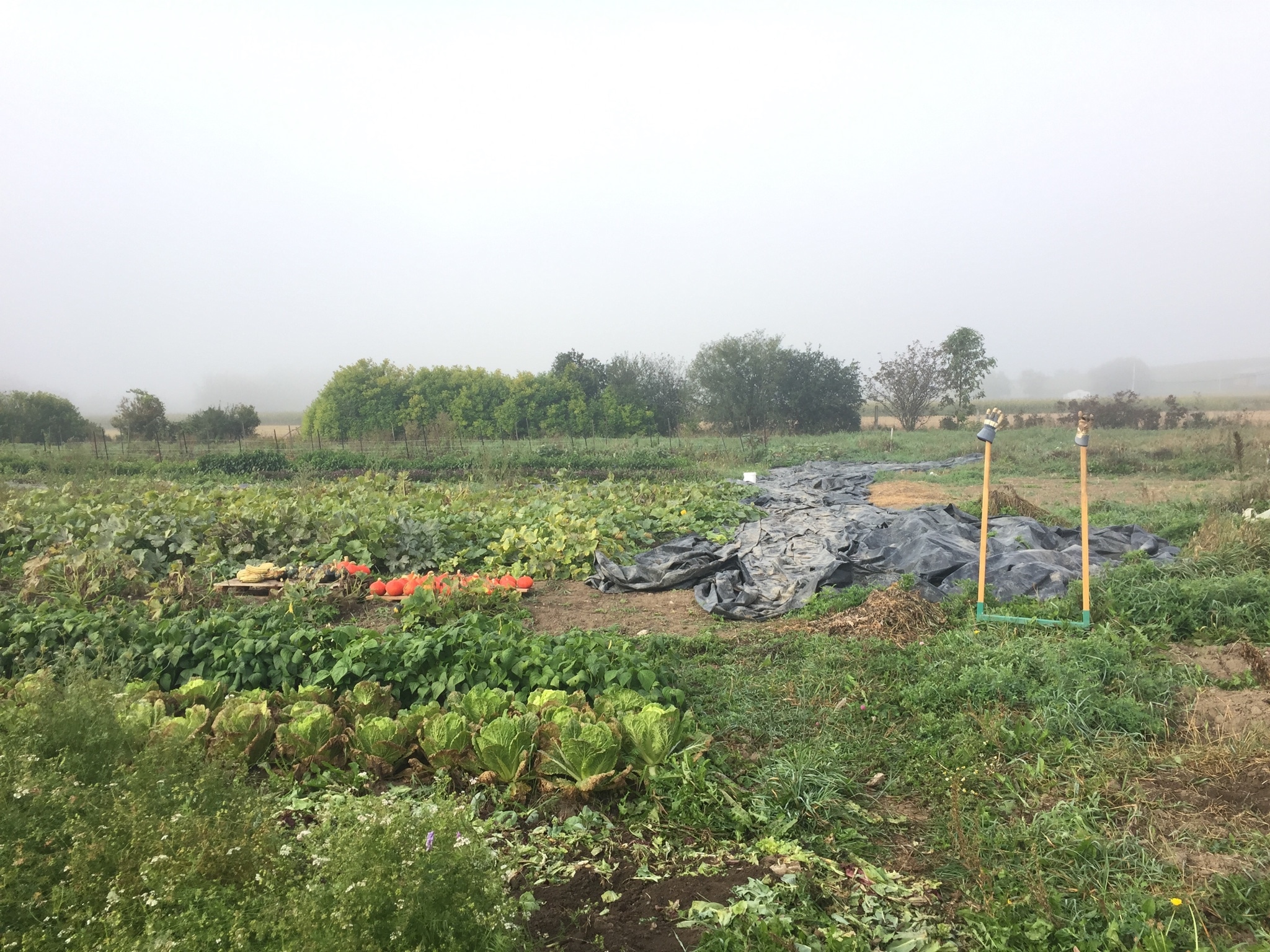 Organic Vegetable Farm Field