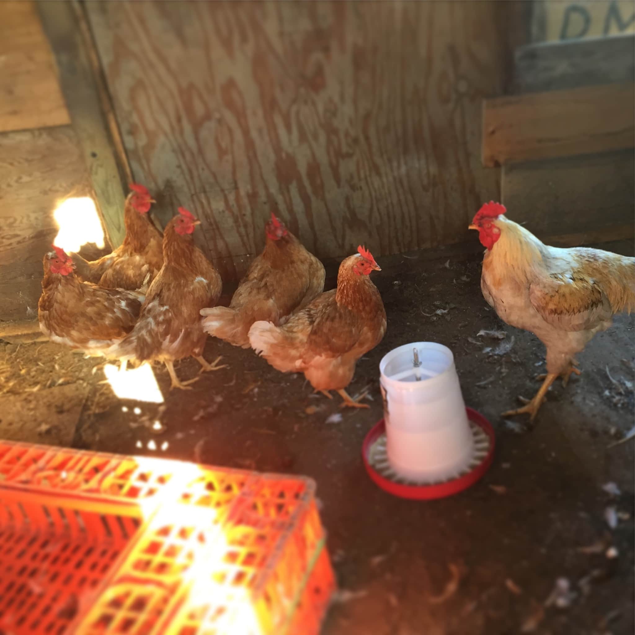 This Week's Chicken Line-Up