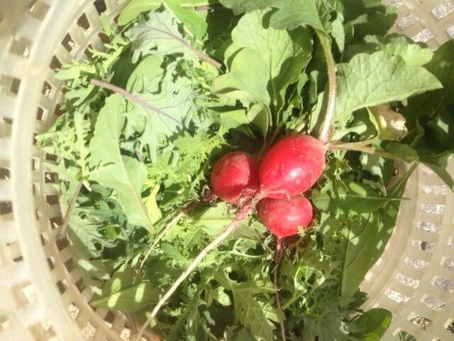 First Salad of the Season