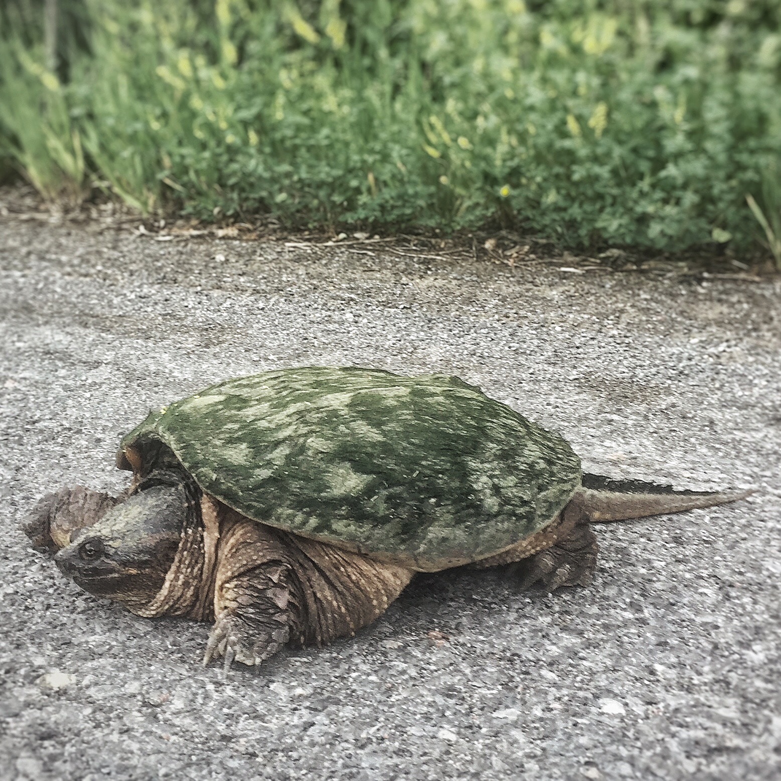 image - This is Slow Food — CSA Week 5 DELAYED!