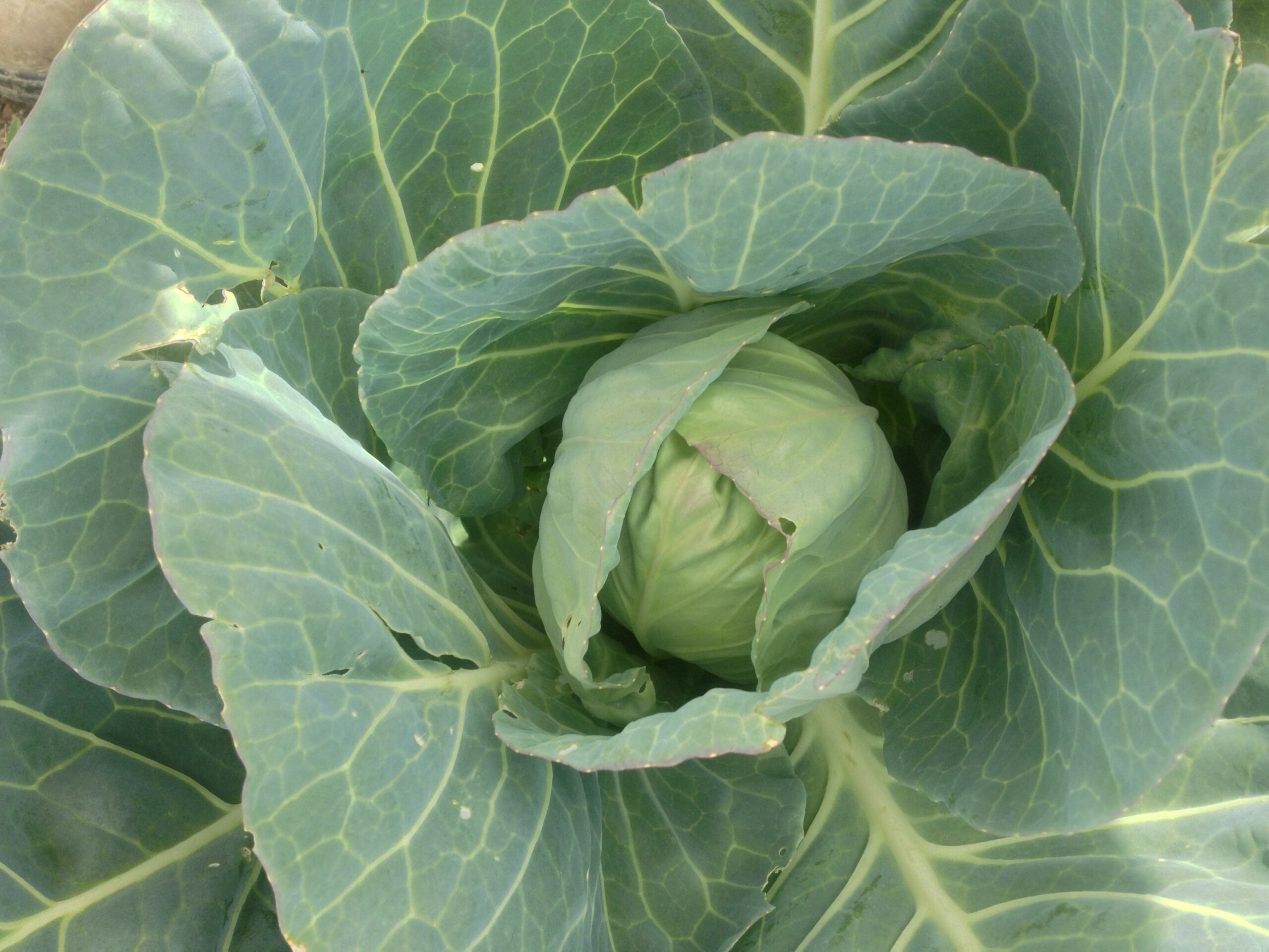 cabbage head scaled - Can't get Enough of that Sweet Sweet Rain — Knuckle Down News Week 4