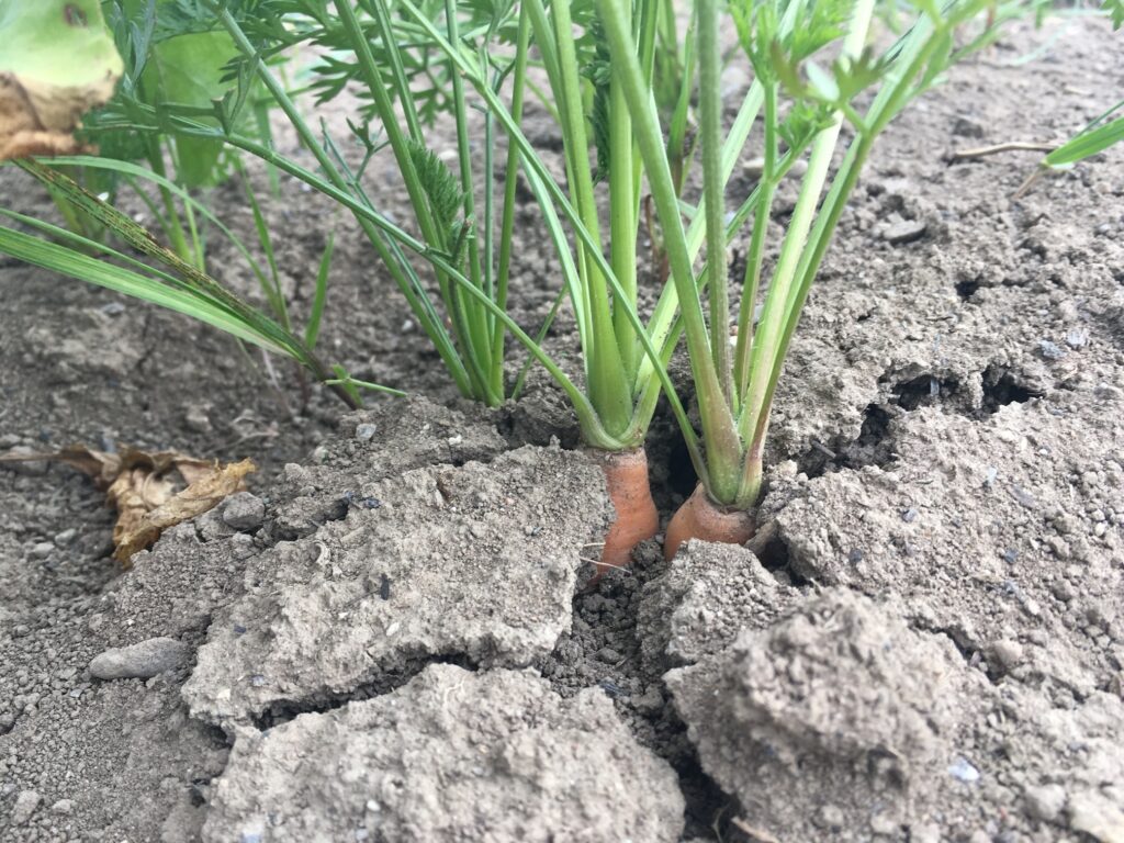IMG 0664 - Carrots, uh, find a way — Knuckle Down News, Week 14