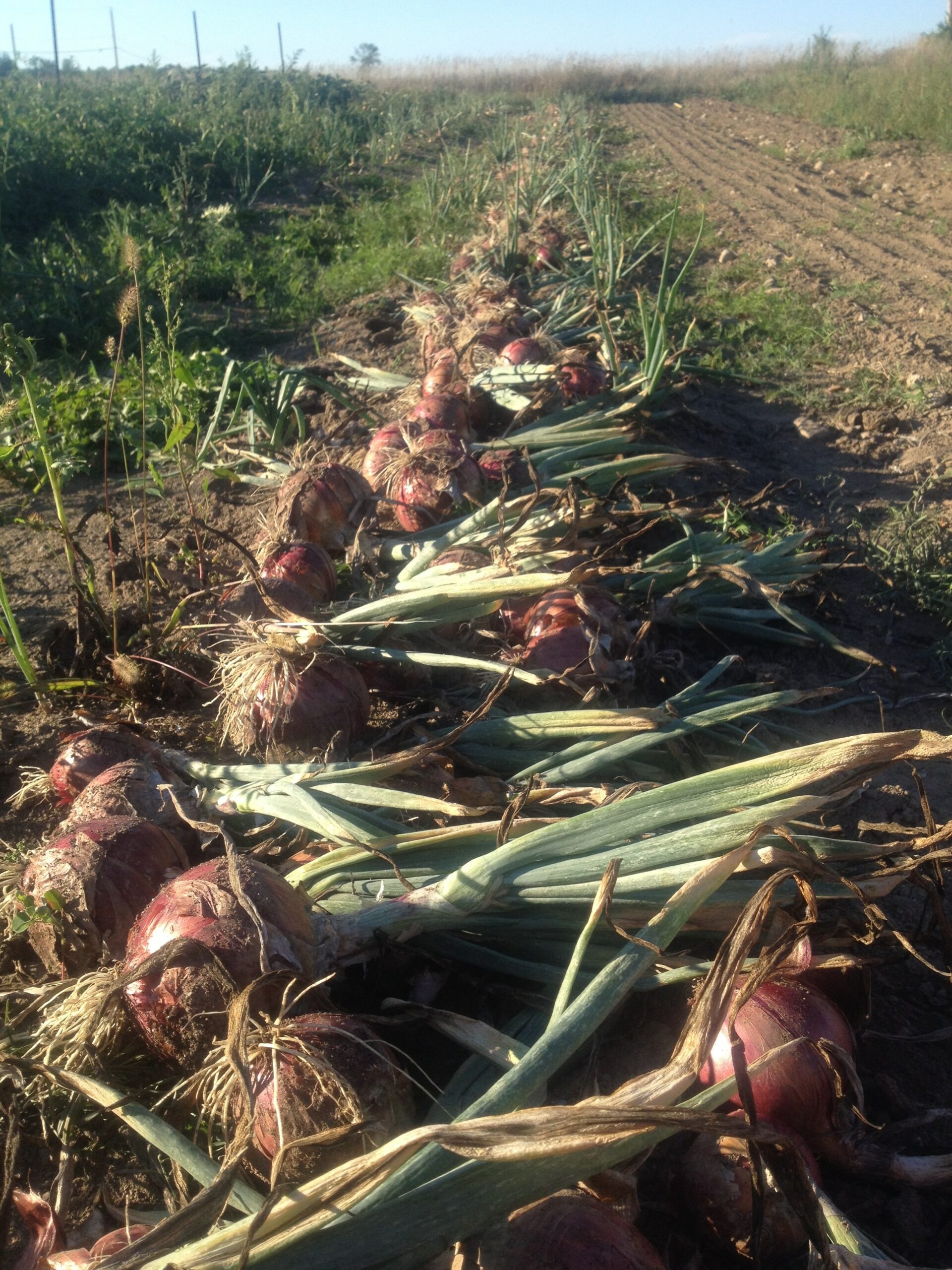 onion bed scaled - To Bean or not to Bean? — Knuckle Down News, Week 13