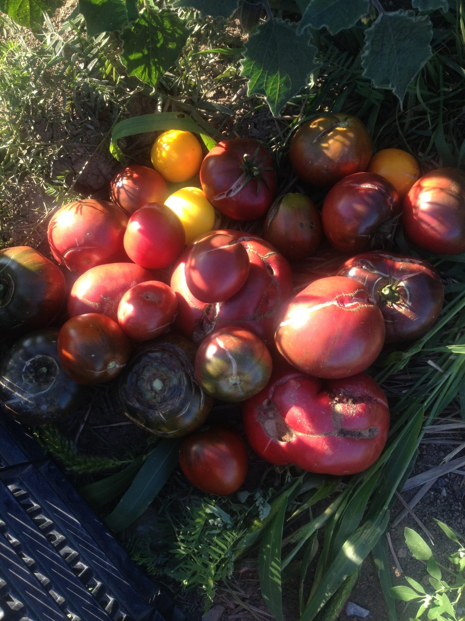 sunny-tomatoes