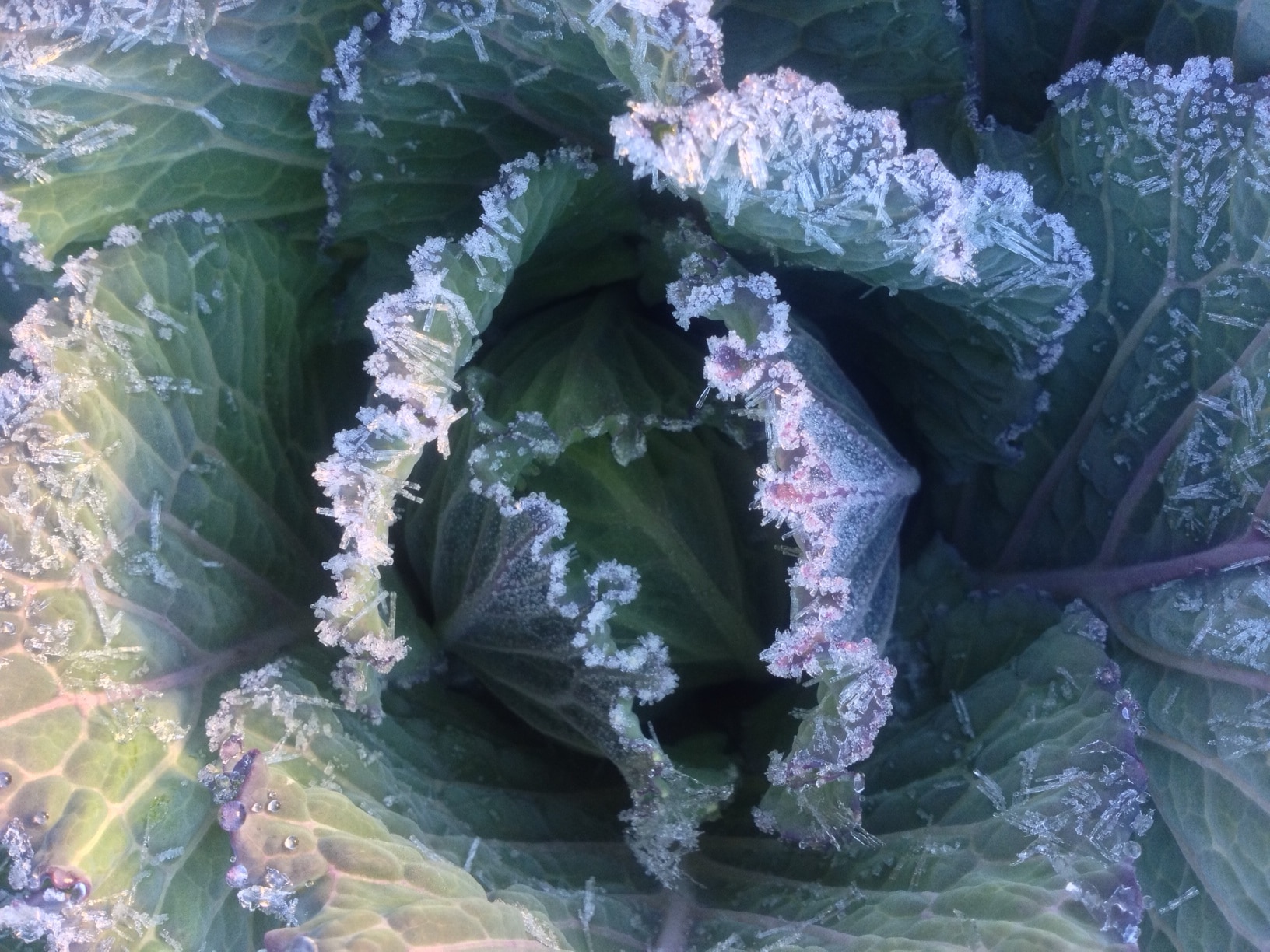 Icy Cabbage