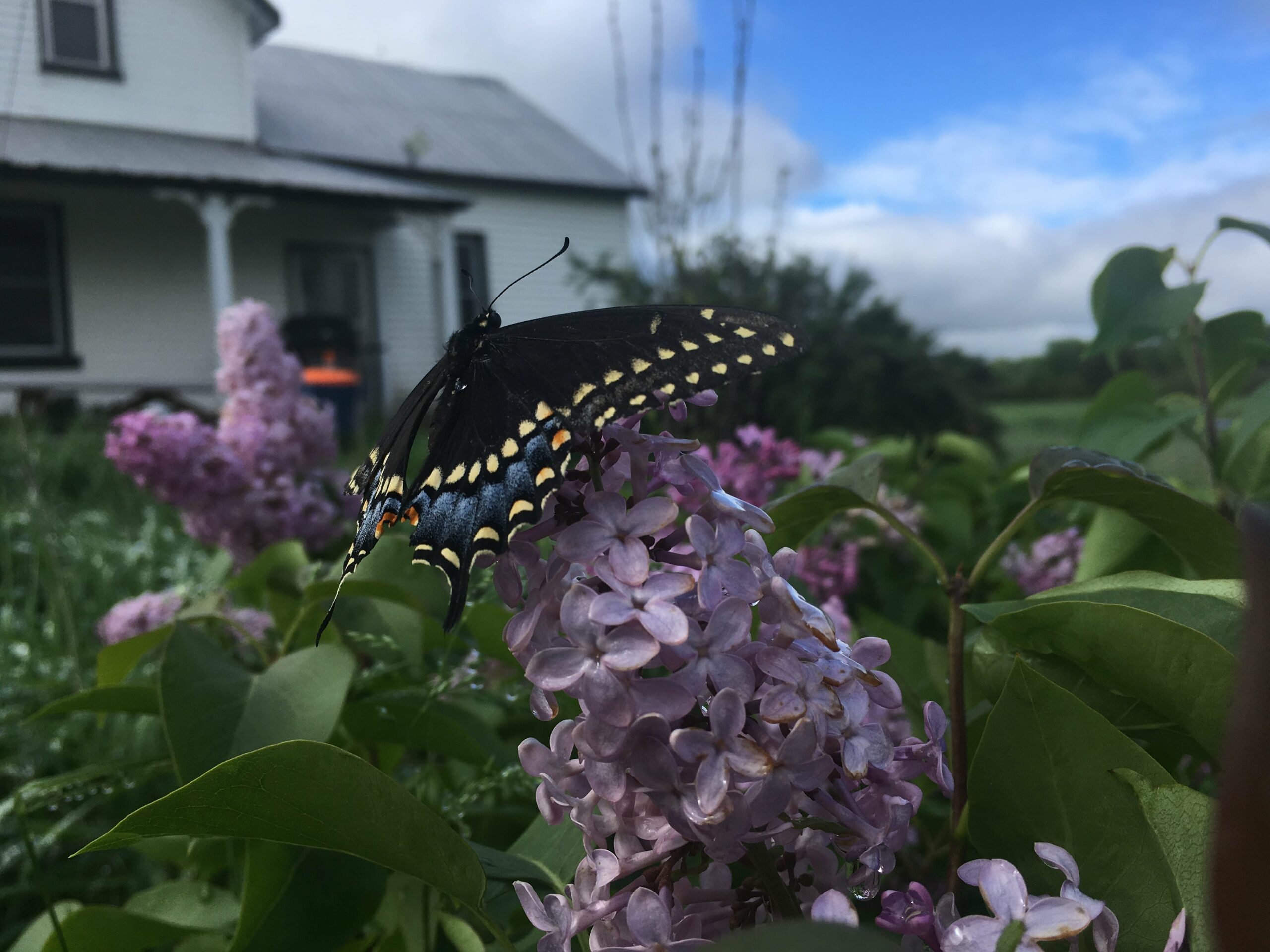 black swallowtail scaled - Knuckle Down News Update: April Showers Bring May Showers