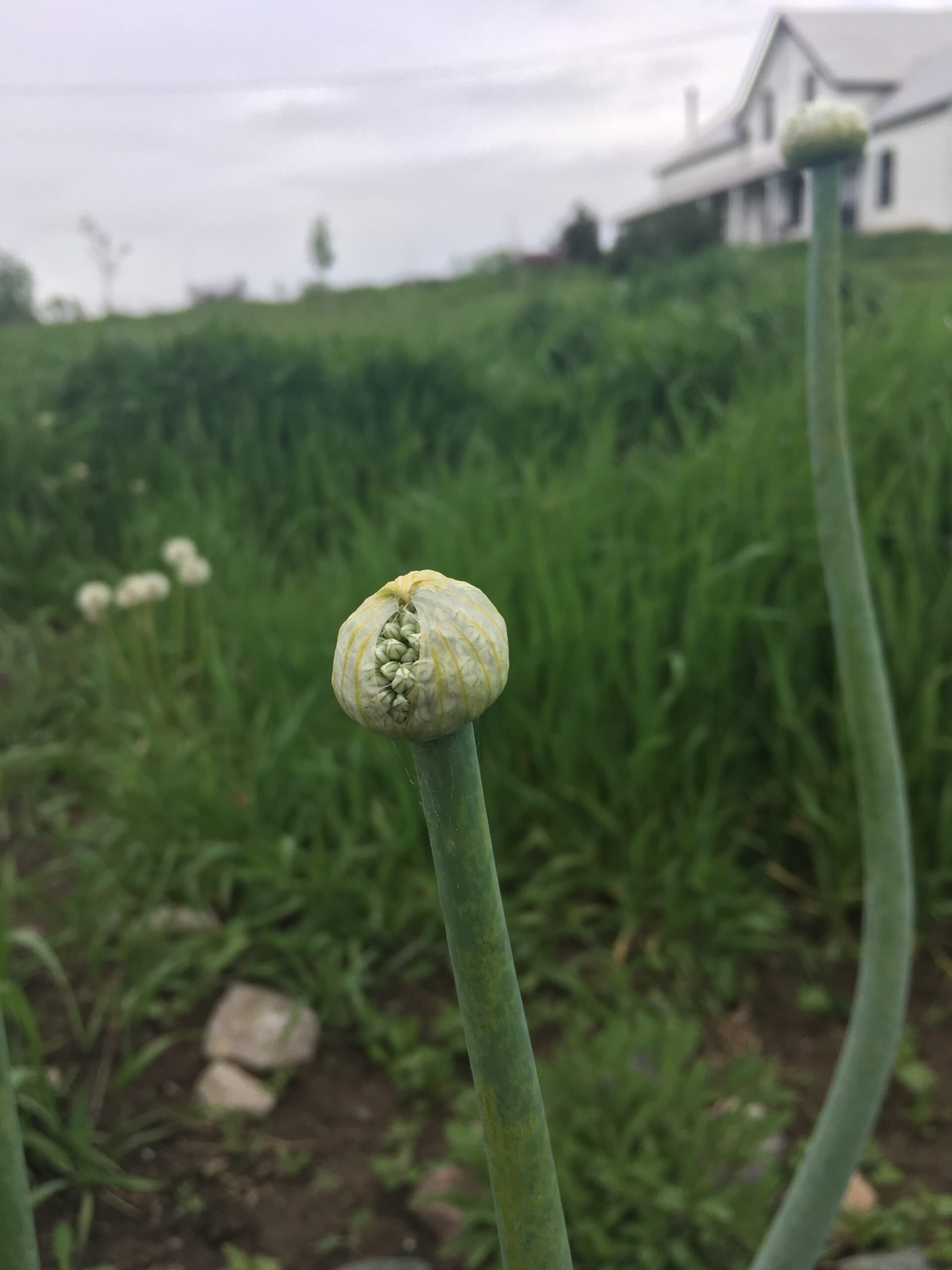 onion scaled - Knuckle Down News Update: April Showers Bring May Showers