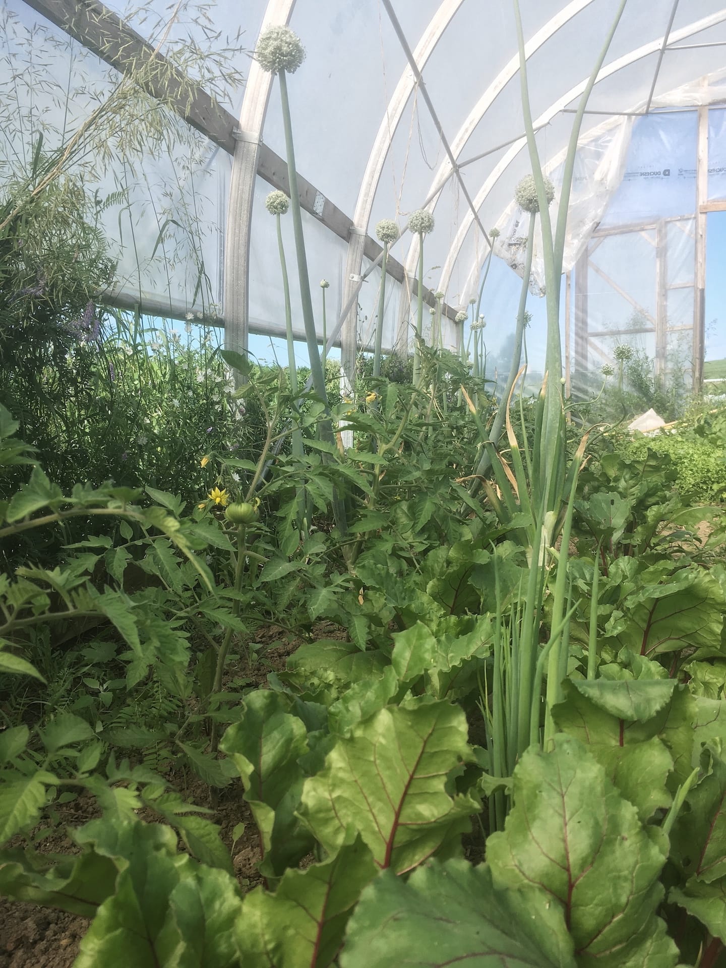 Greens in the greenhouse, worm's eye view