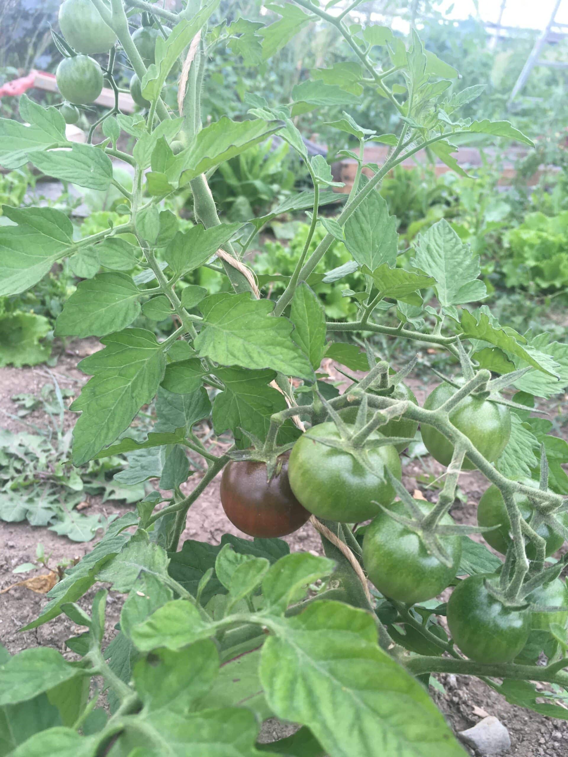 Tomaters!