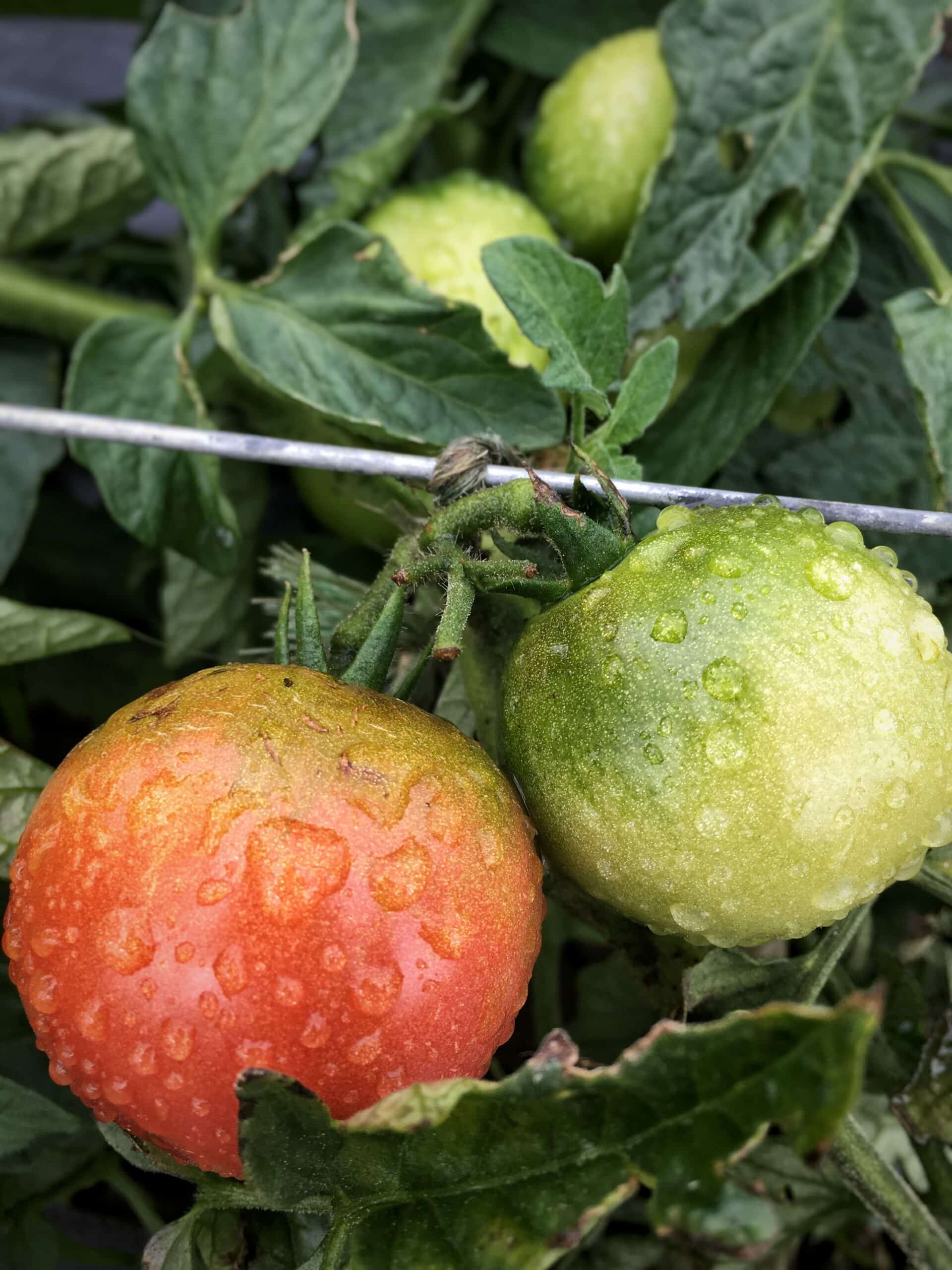 Little Wet Organic Tomatoes