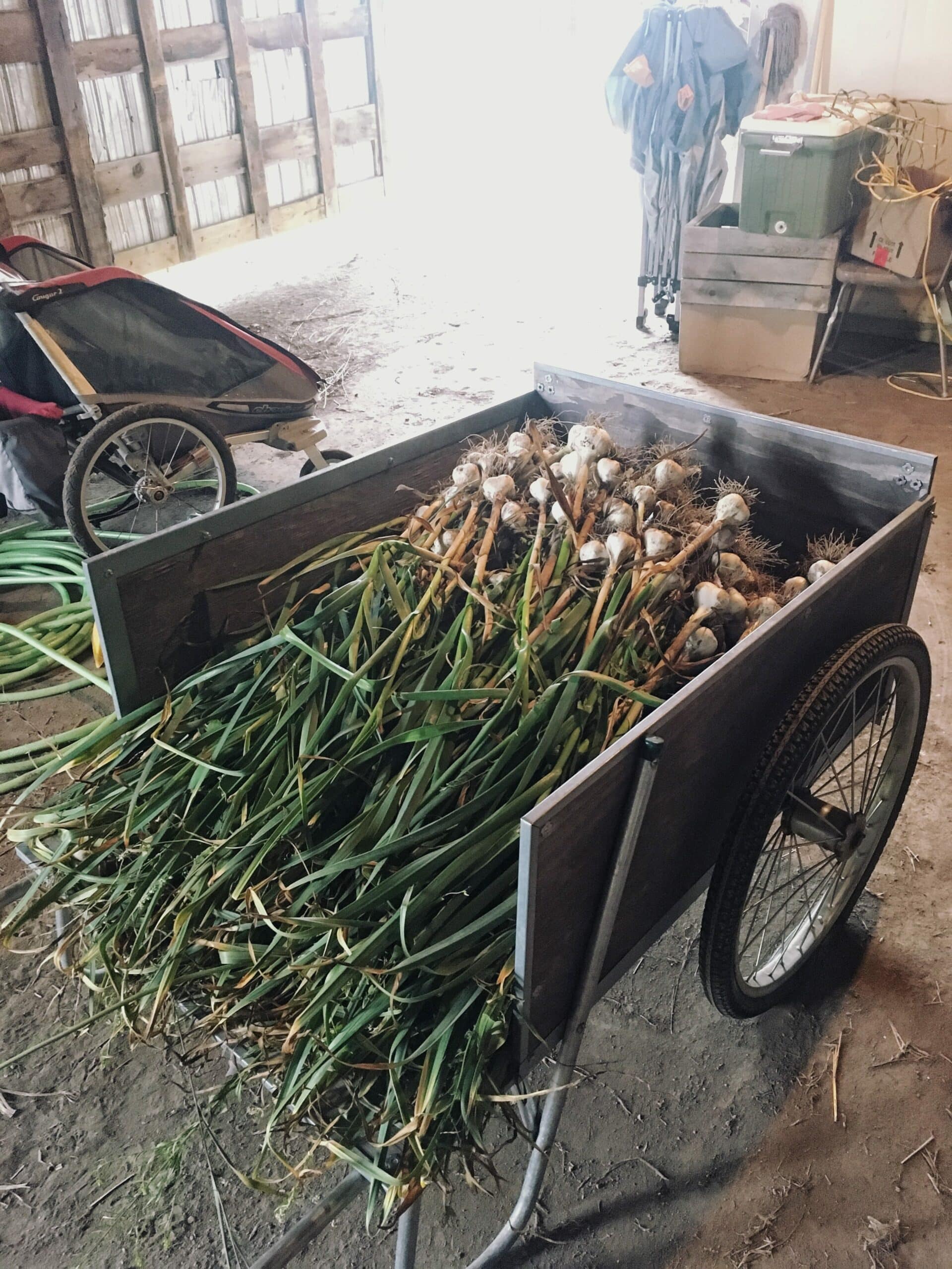 Wagon full o' organic garlic
