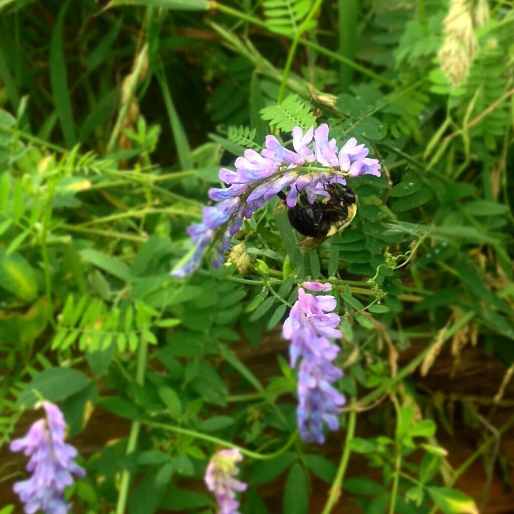 bee - Garden Helpers — Knuckle Down News, Week 3