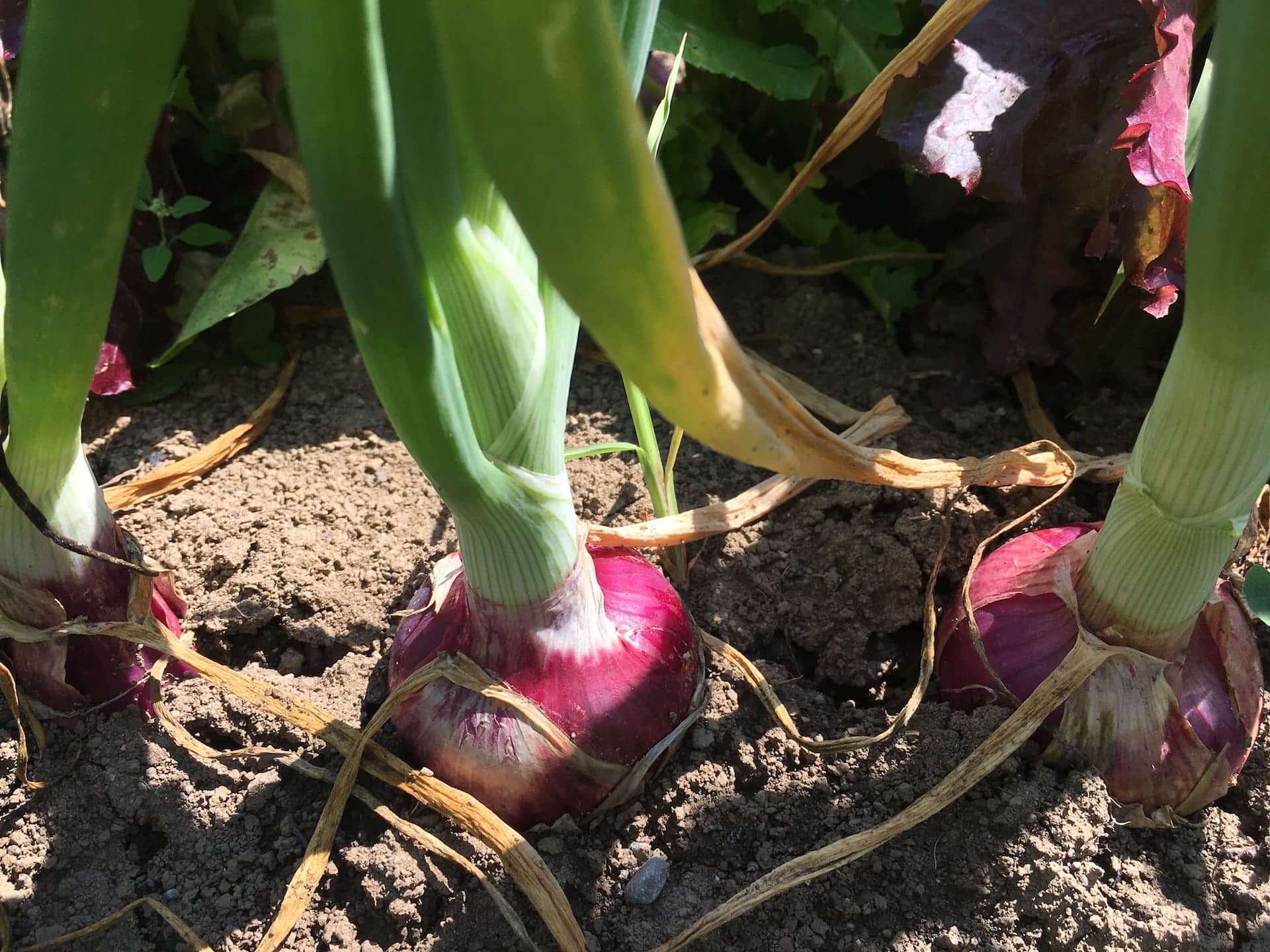 onions in the soil