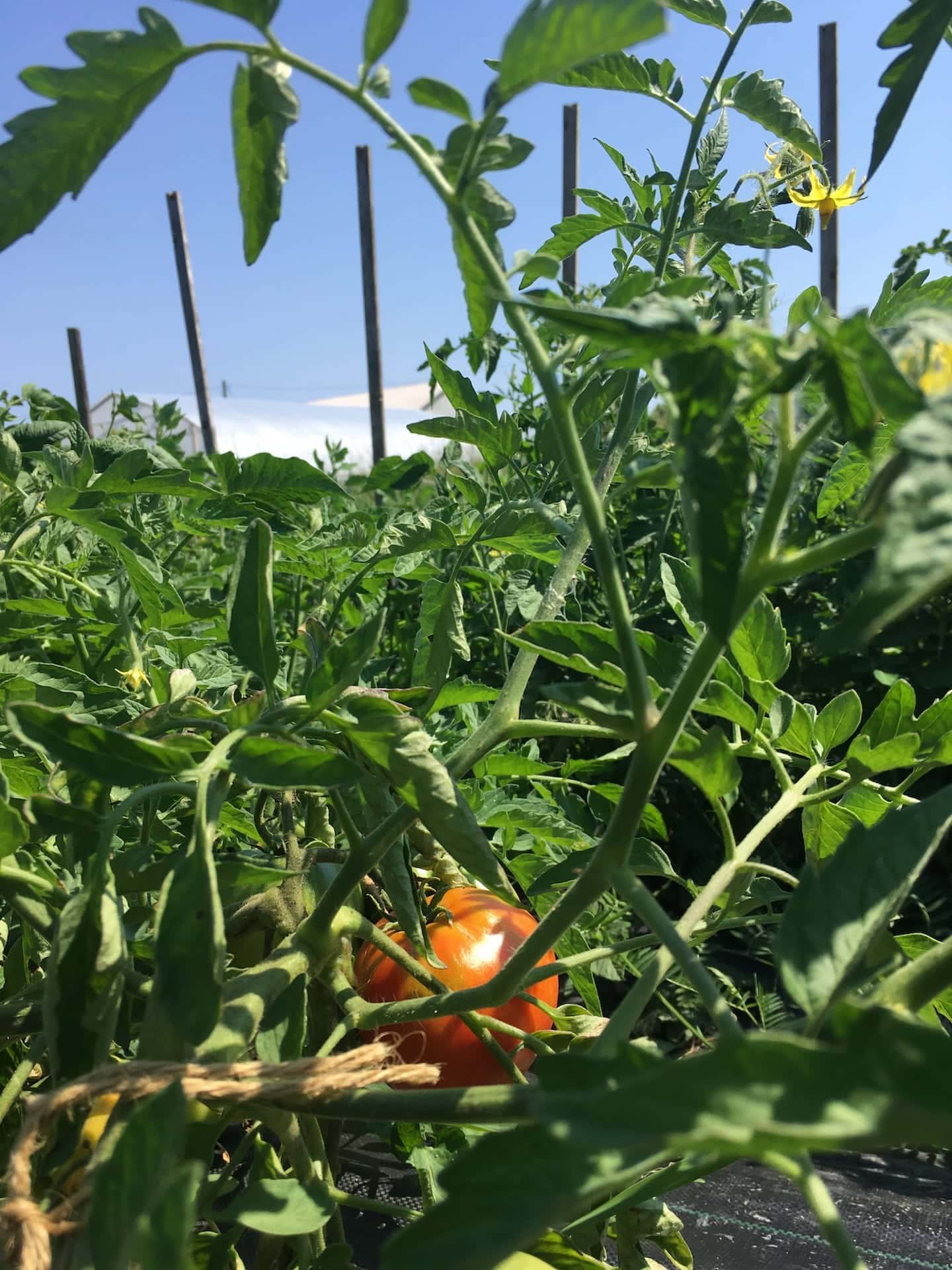 organic tomato of the future