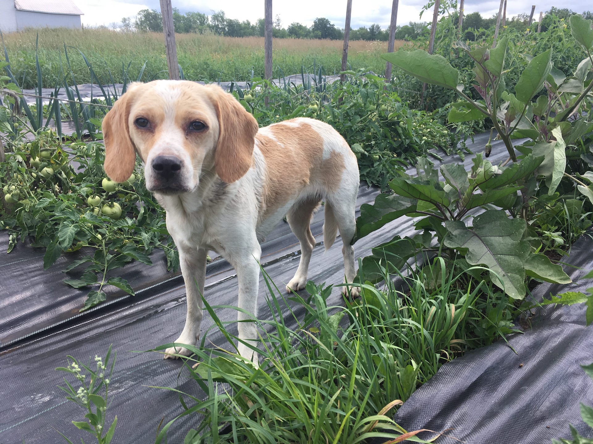 Little Lost Dog in the Tomato Patch