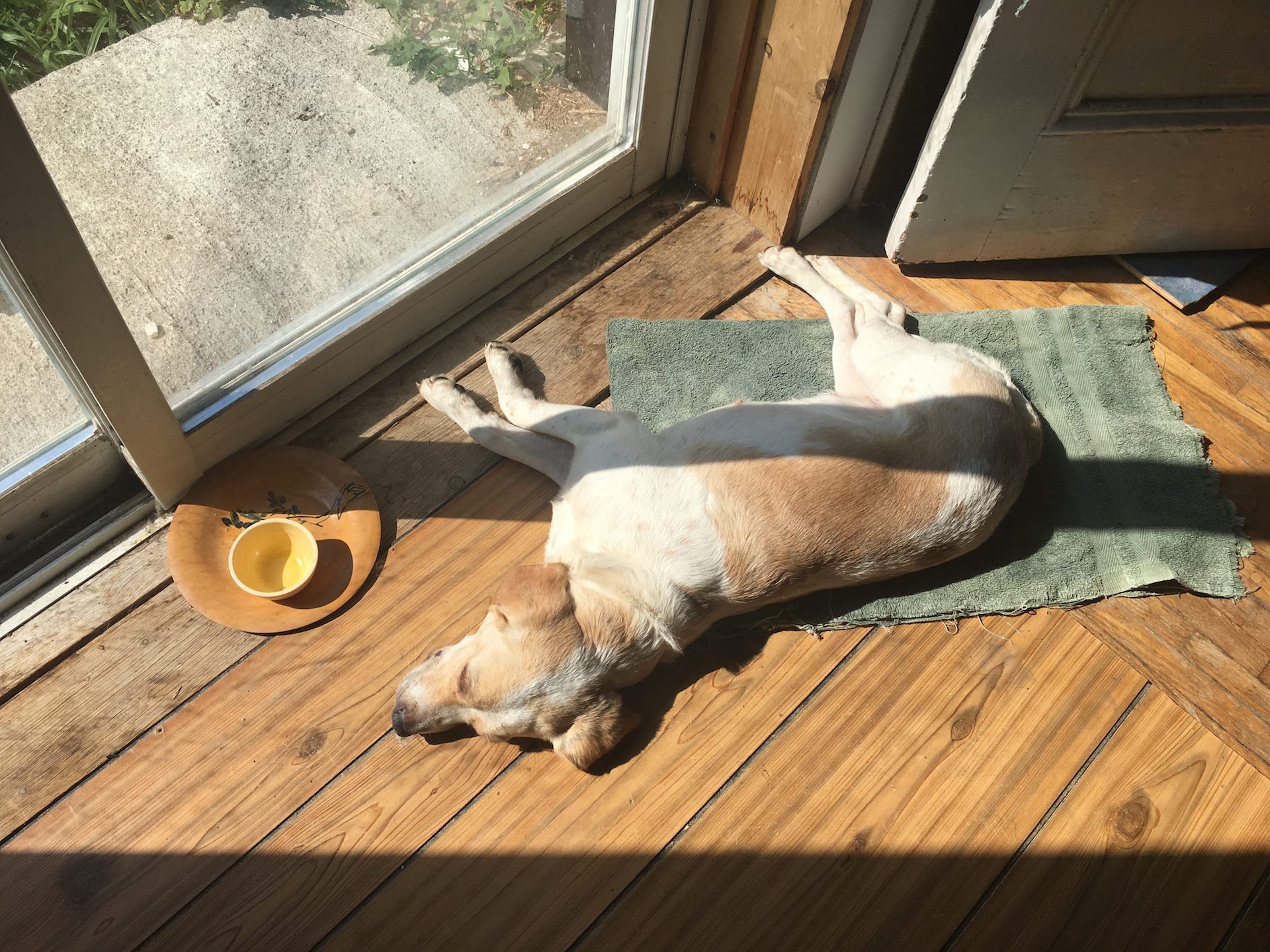 Dog in the Sun