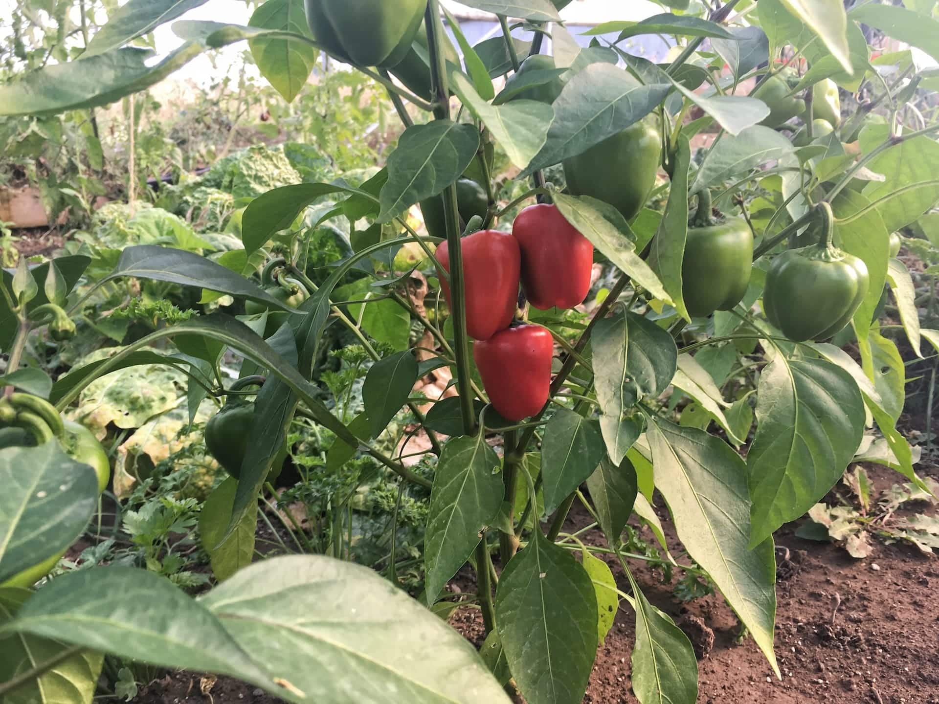 Peppers Coming Along