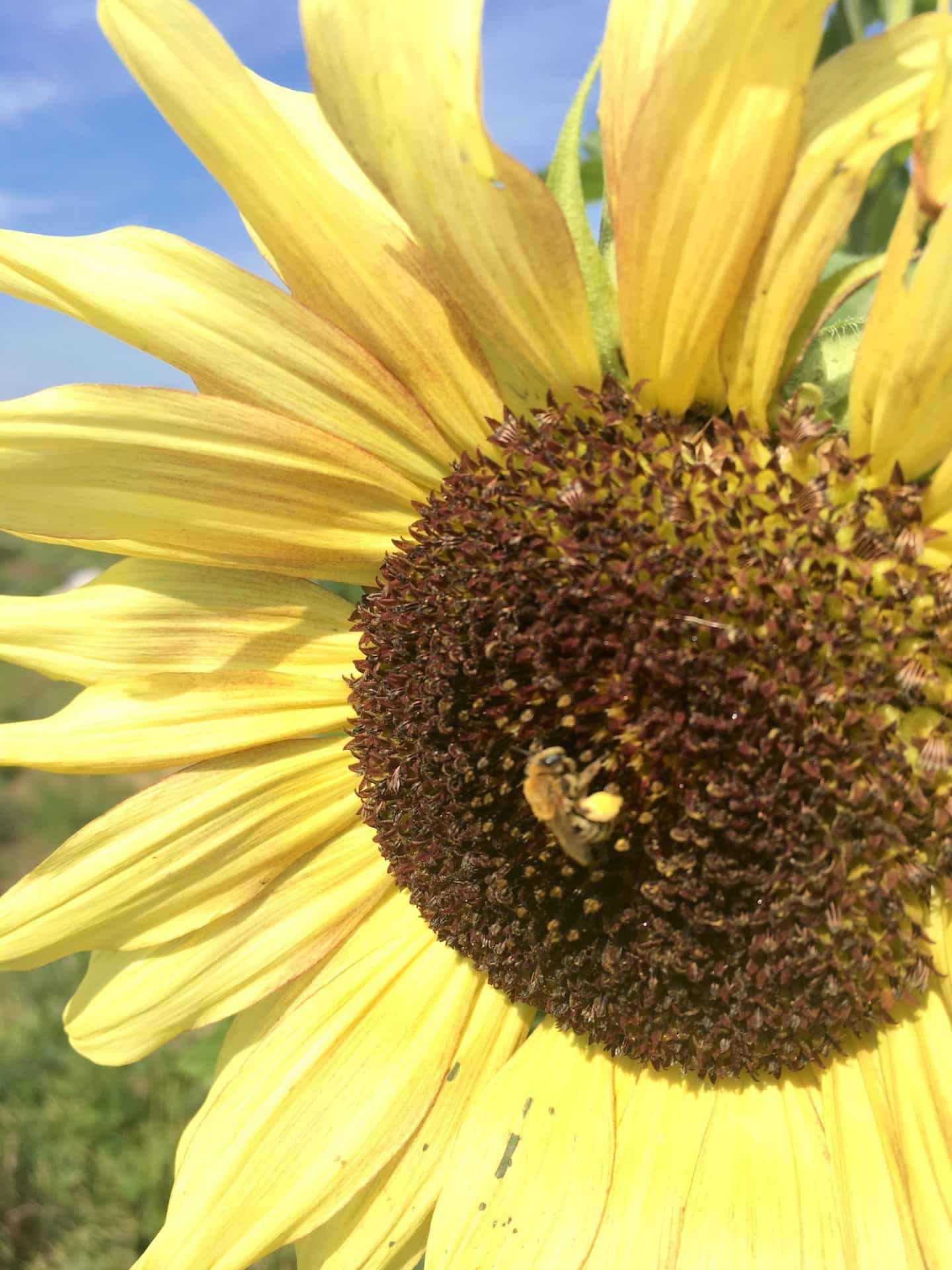 Sunflower and Bee - Lazy Hazy August — Knuckle Down News, Week 9