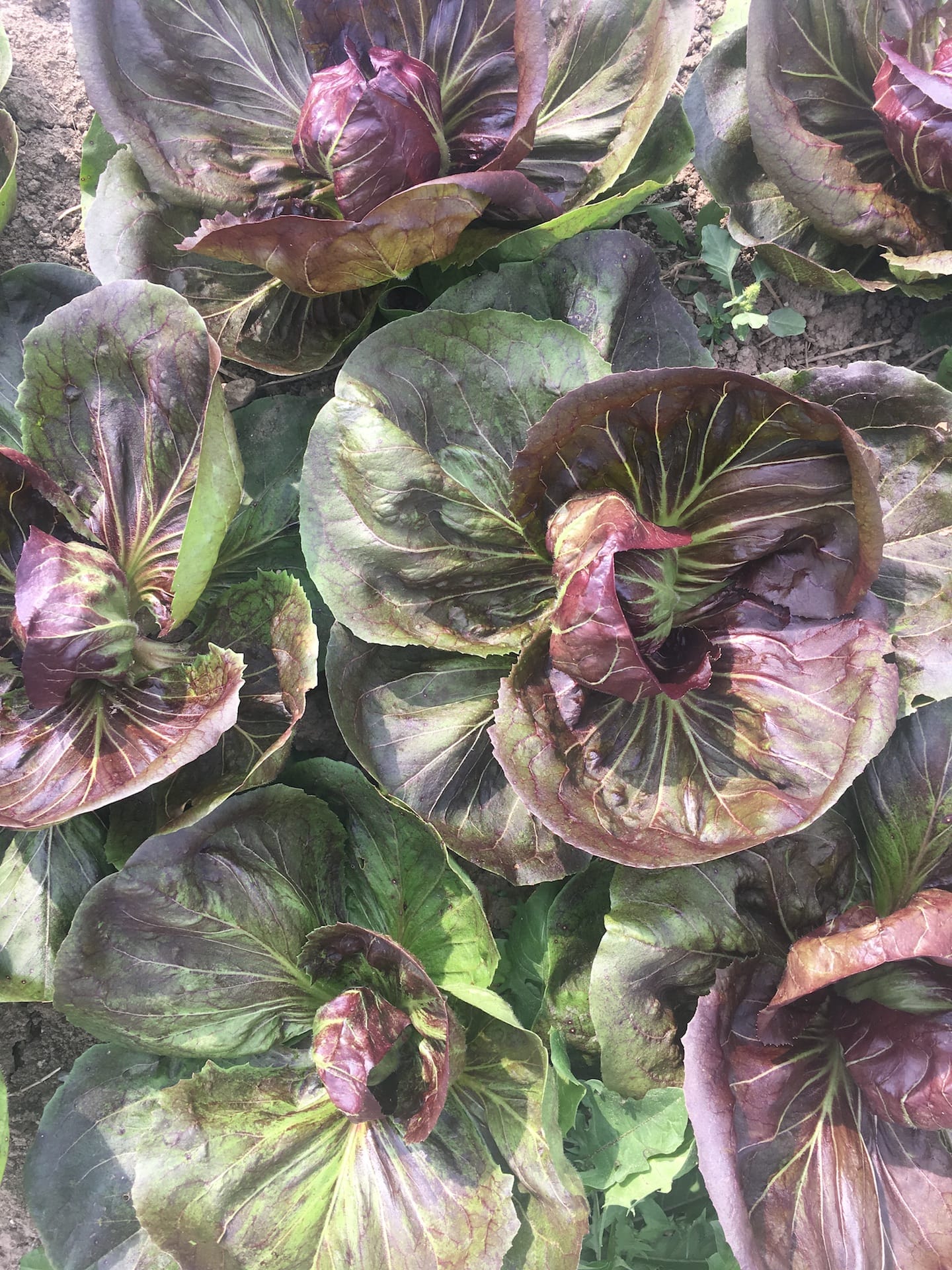 Aerial Radicchio Shot - Who Turnip the Heat? — Knuckle Down News, Week 14