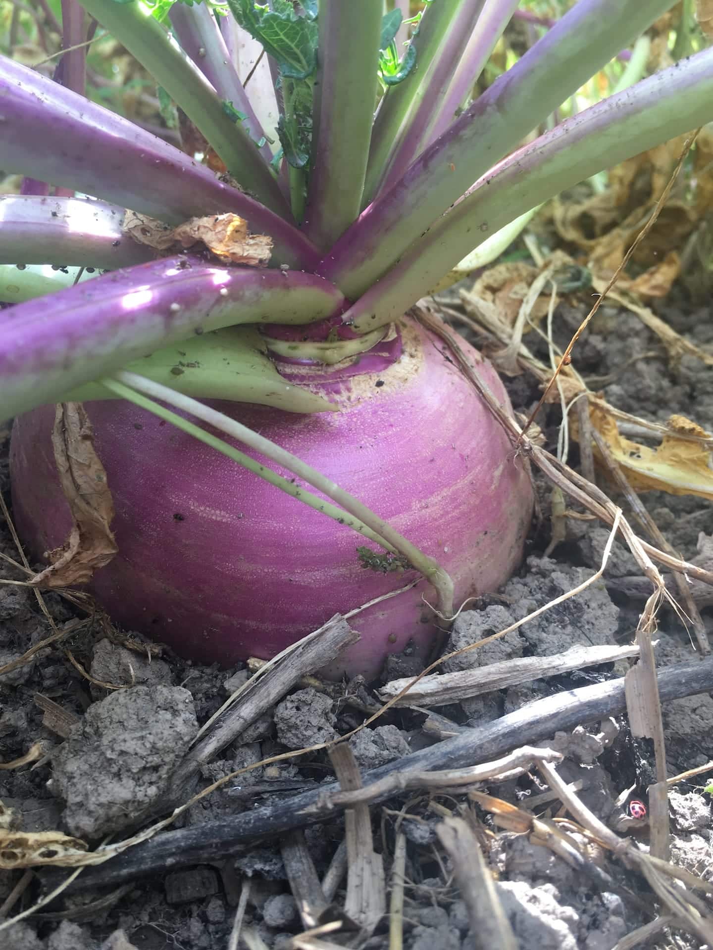 Earthier Obvious Turnip