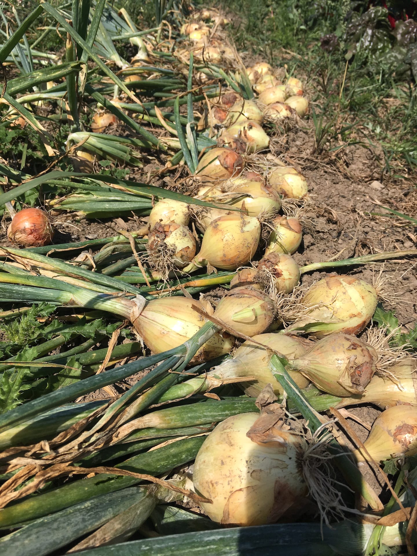 Organic Onions in the Dirt