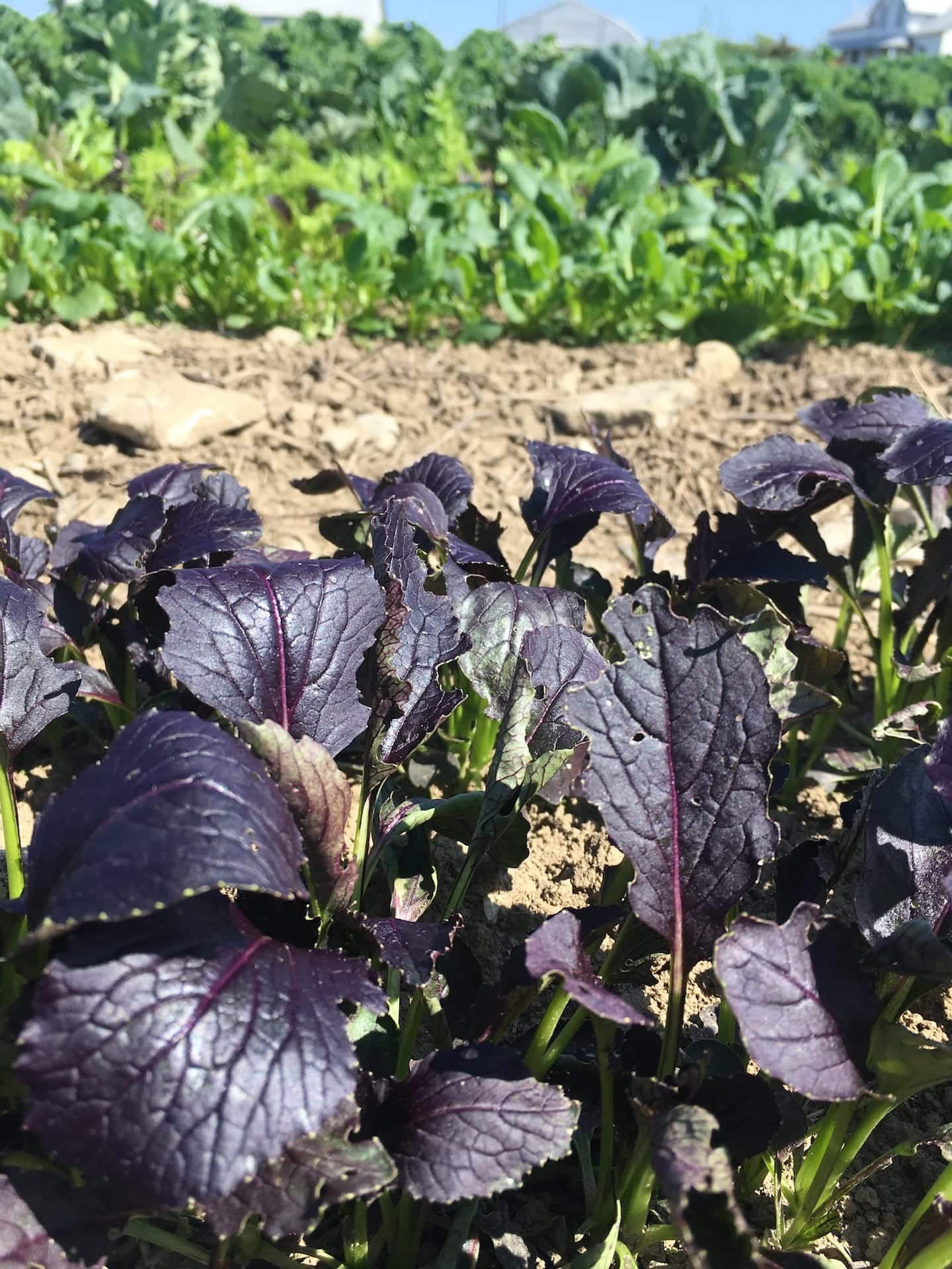Purple Leaves - Sunny September Sunflowers and Squash — Knuckle Down News, Week 13