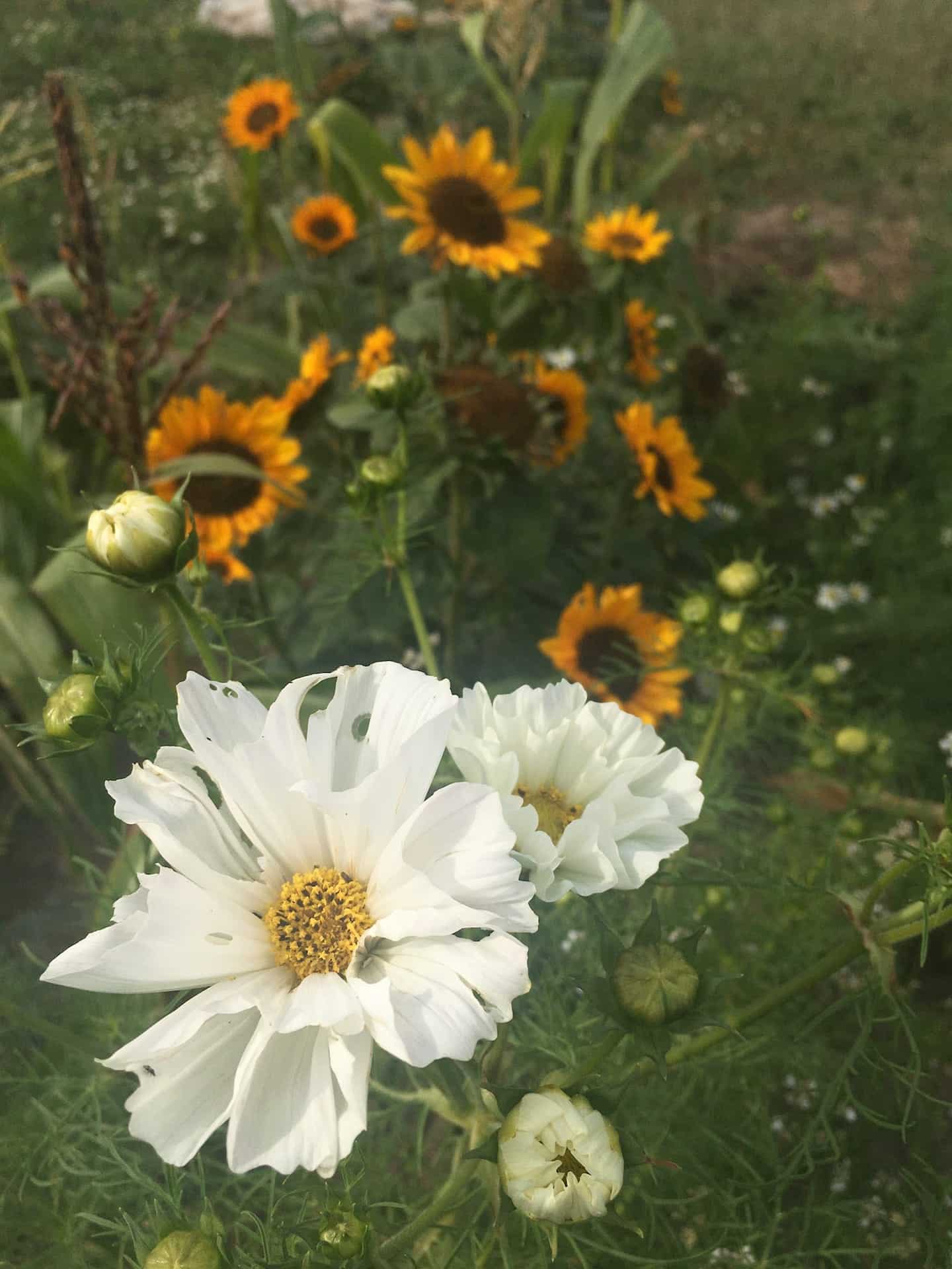 Sun and Cosmos Flowers