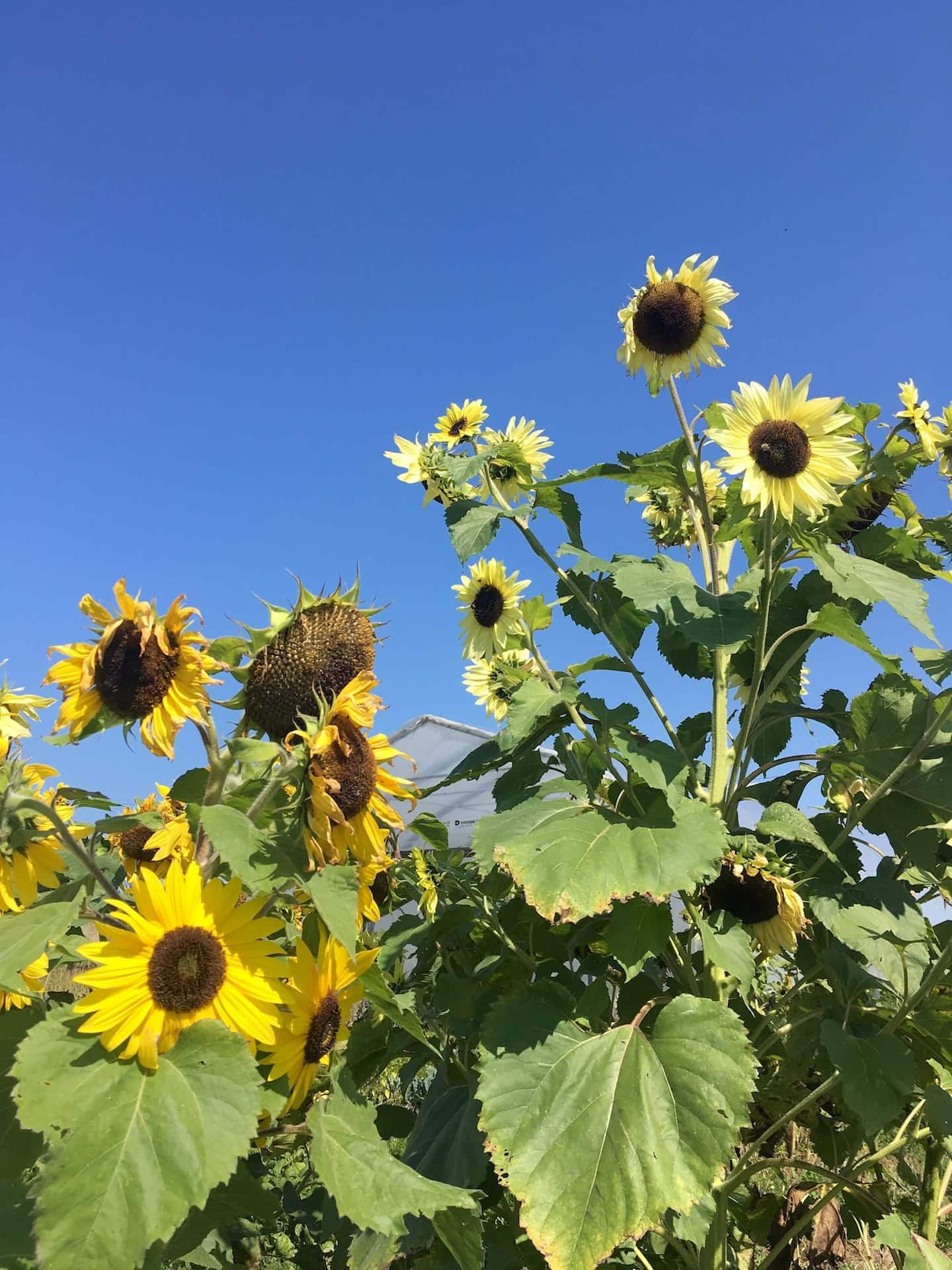 Sunflowers - Happy Halfway Point!