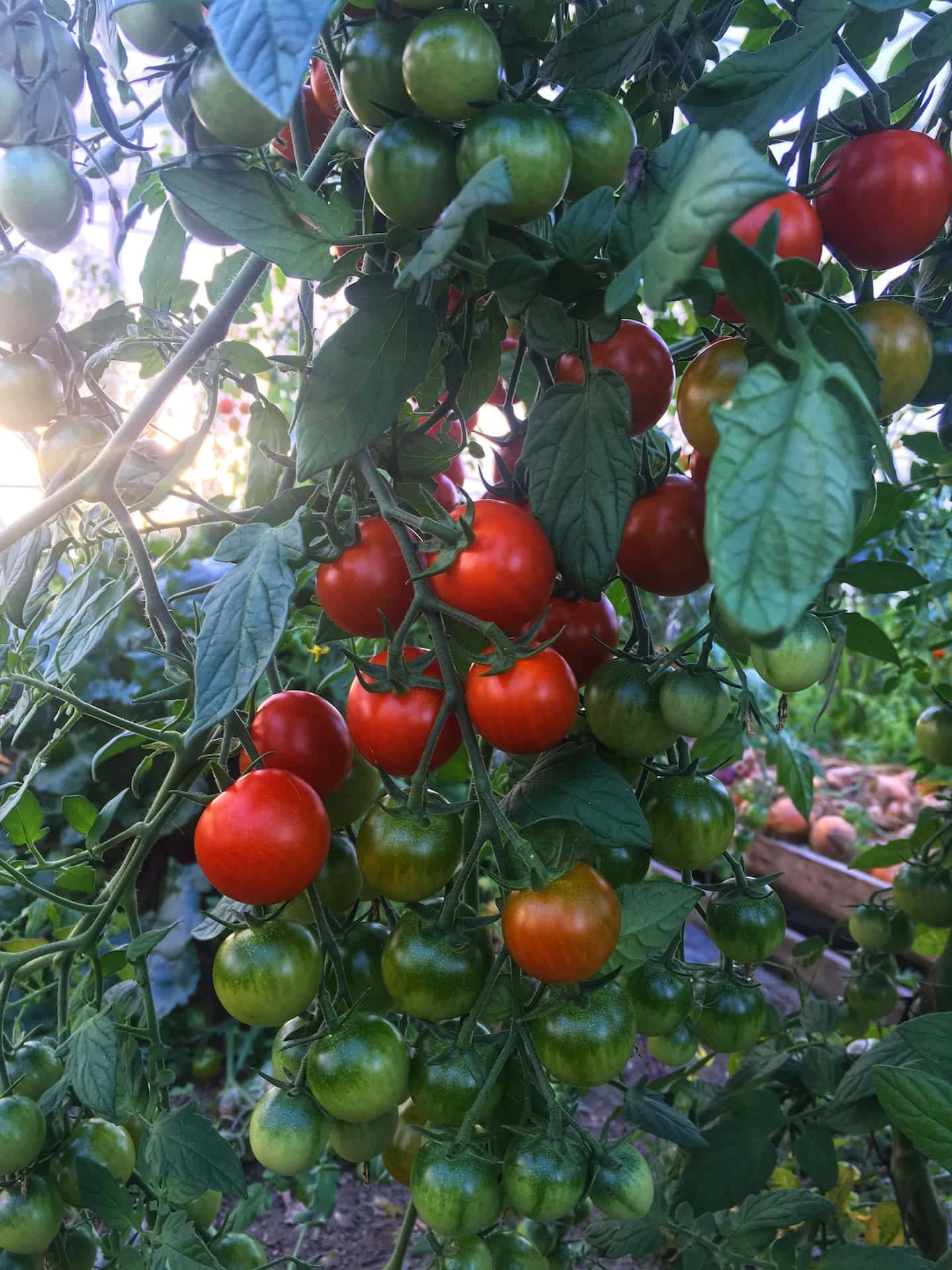 angelic tomatoes - Little Late Season Growth Spurt & Many Thanks — Knuckle Down News, Week 17
