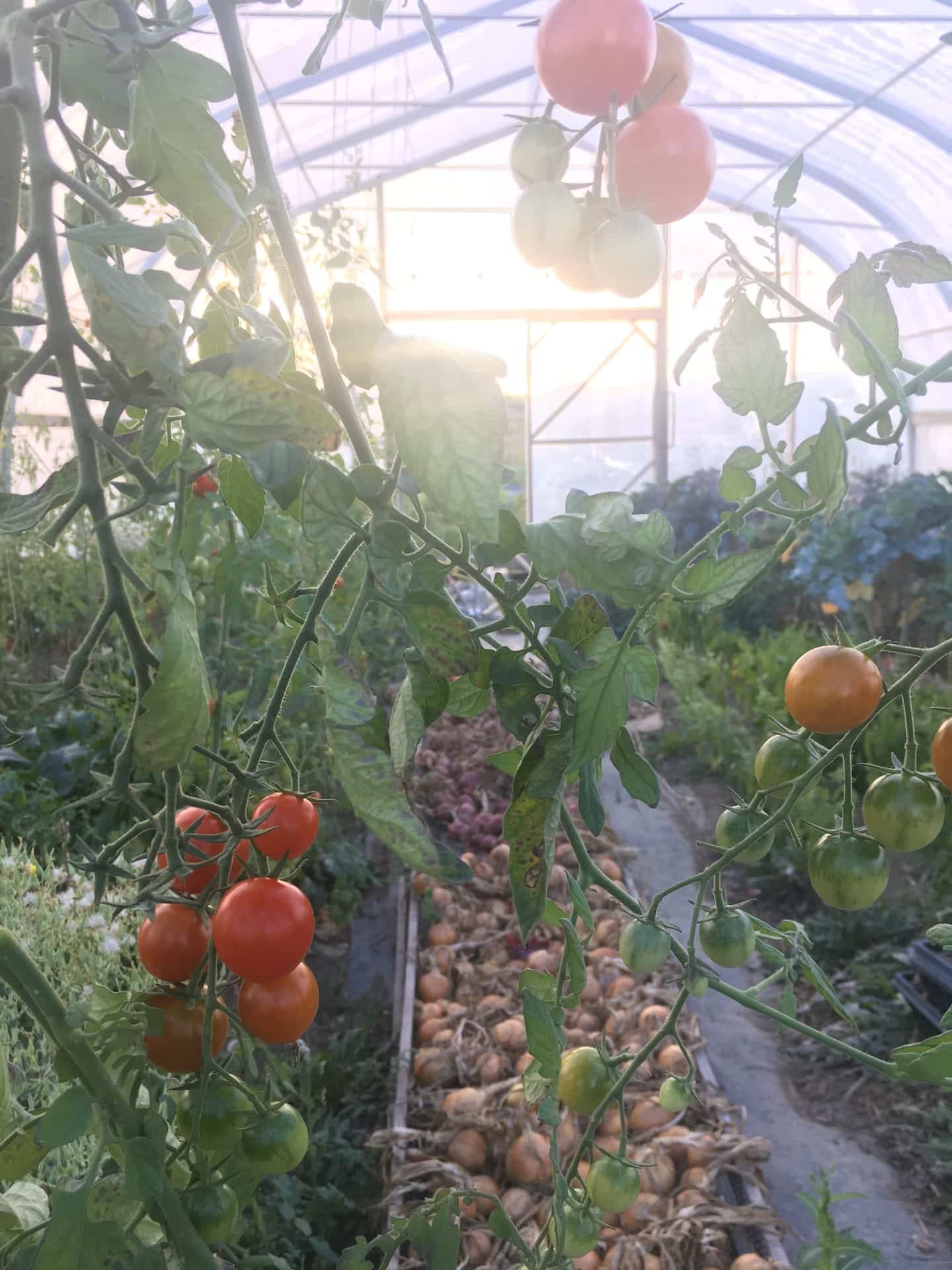 heavenly tomatoes