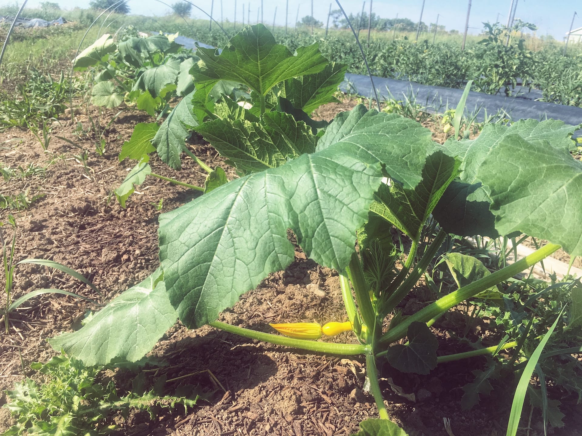 Garden Growing - On-Farm Week Two: Tomatoesign, Approaching Garlic, Help, & Heat