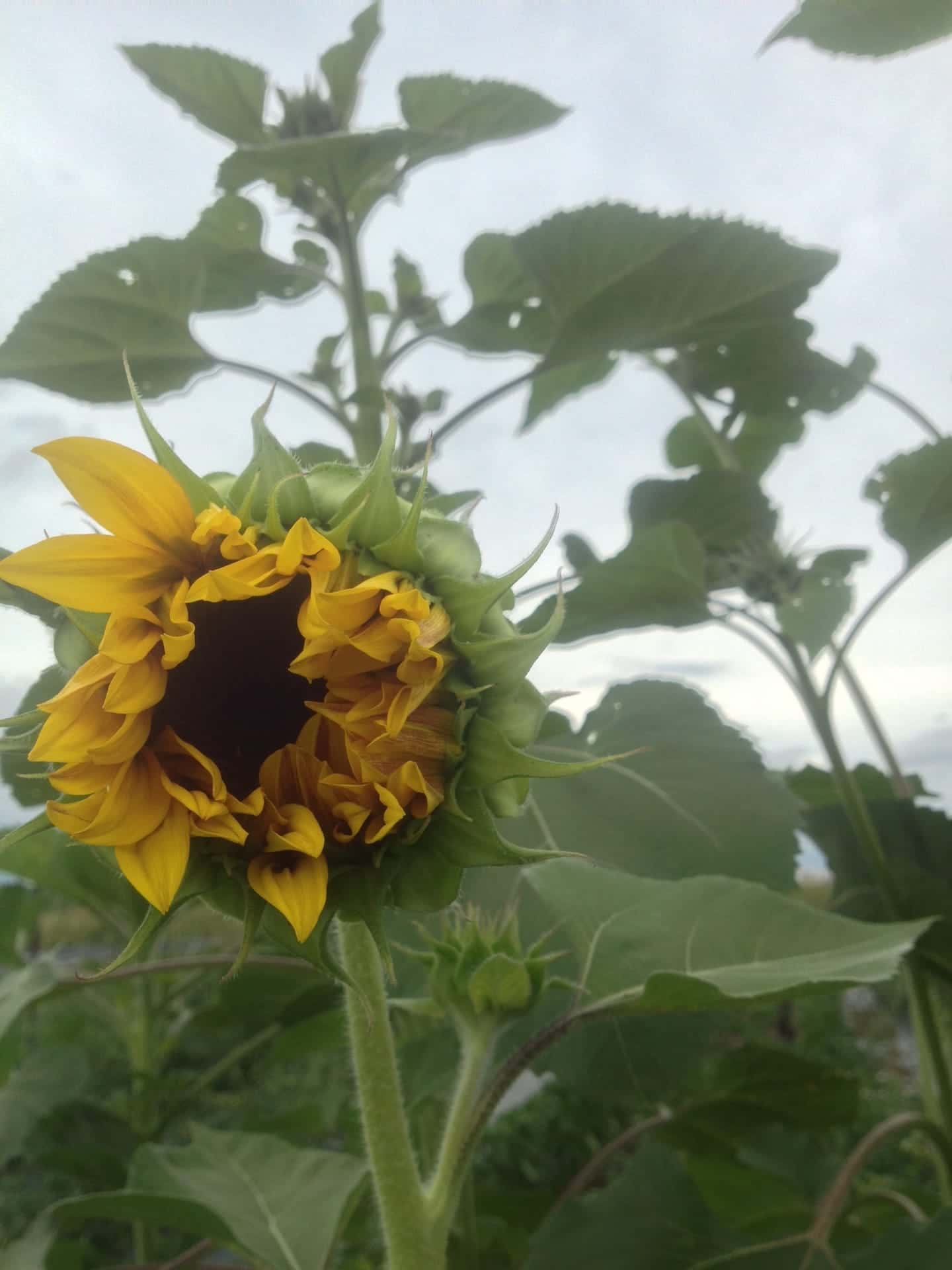 Opening Sunflower - It is raining zucchini!