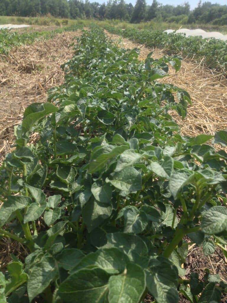 Some Plants - Almost August Beans and Tomatoes