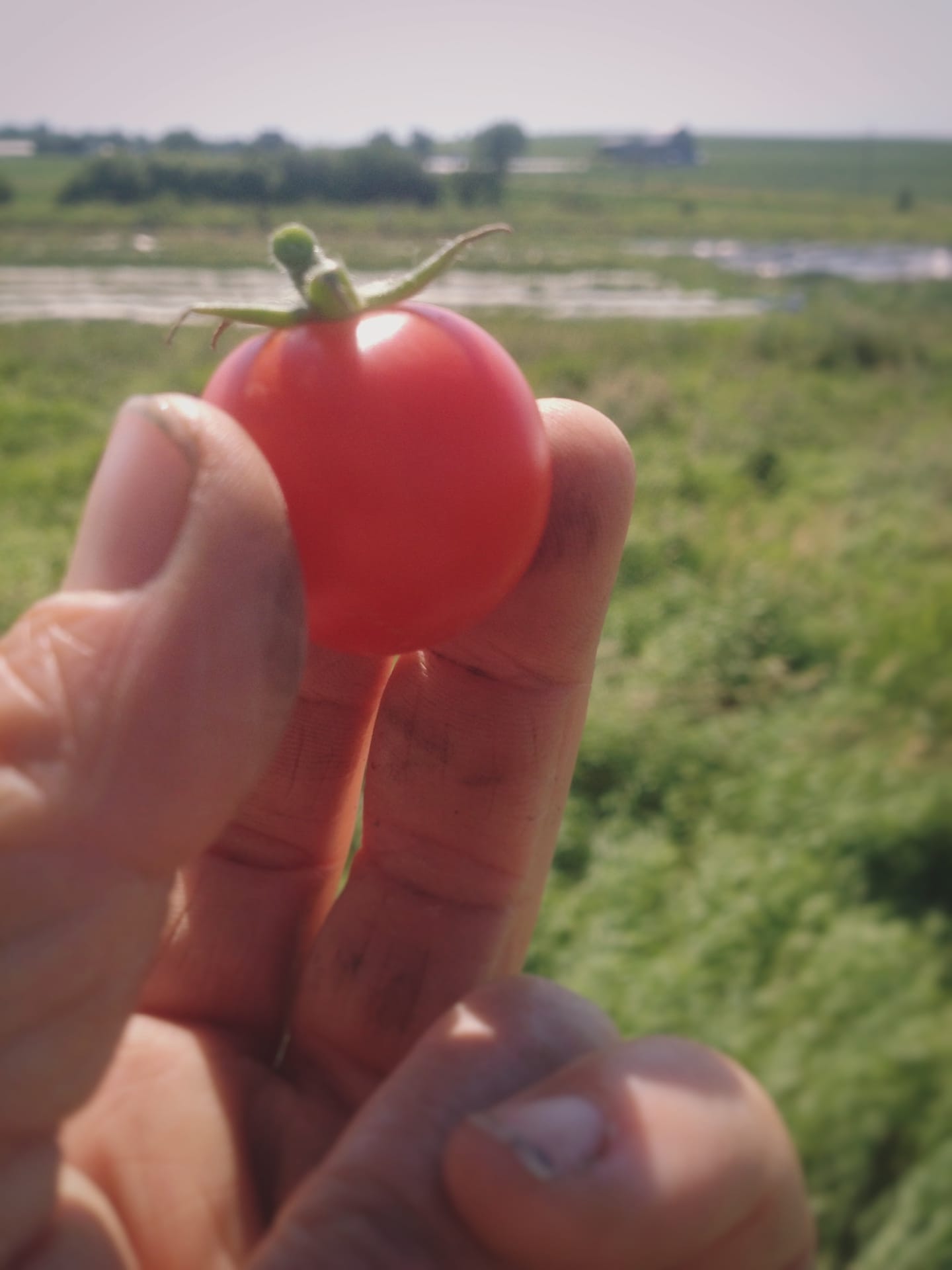 The First Tomato
