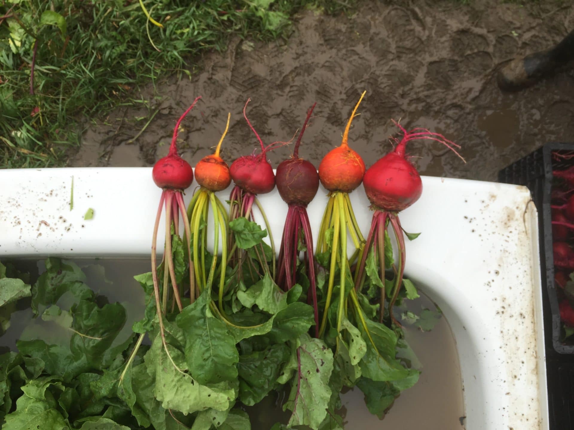 beets - On-Farm CSA week 1: Beet the heat and Scape into bbq season!