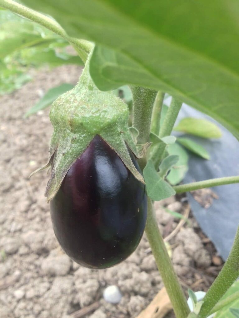 eggplant on the vine e1531776028781 - First Toronto Pick-Up this Thursday, July 19th!
