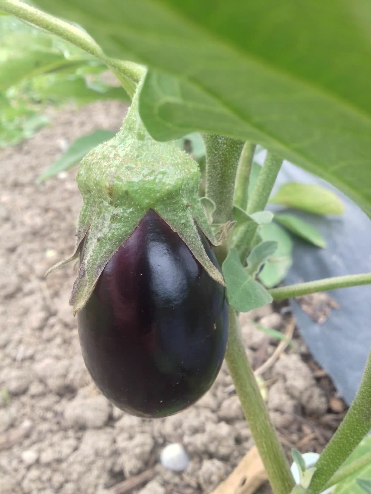 eggplant on the vine e1531776028781 - On-Farm Week 3: Waiting for Rain