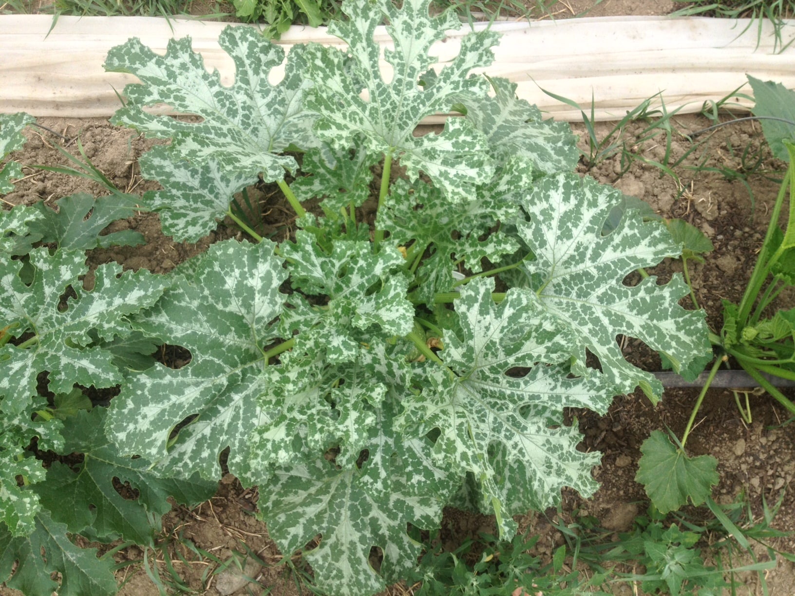 zucchini plant - On-Farm Week 3: Waiting for Rain