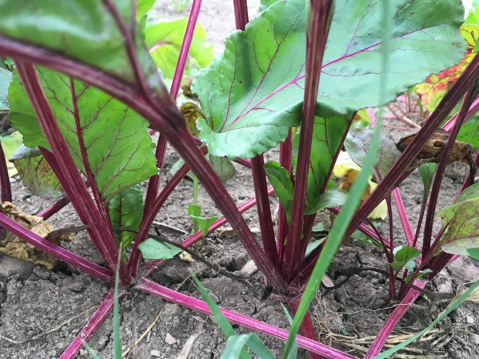 Bigger beets - Mantis Madness