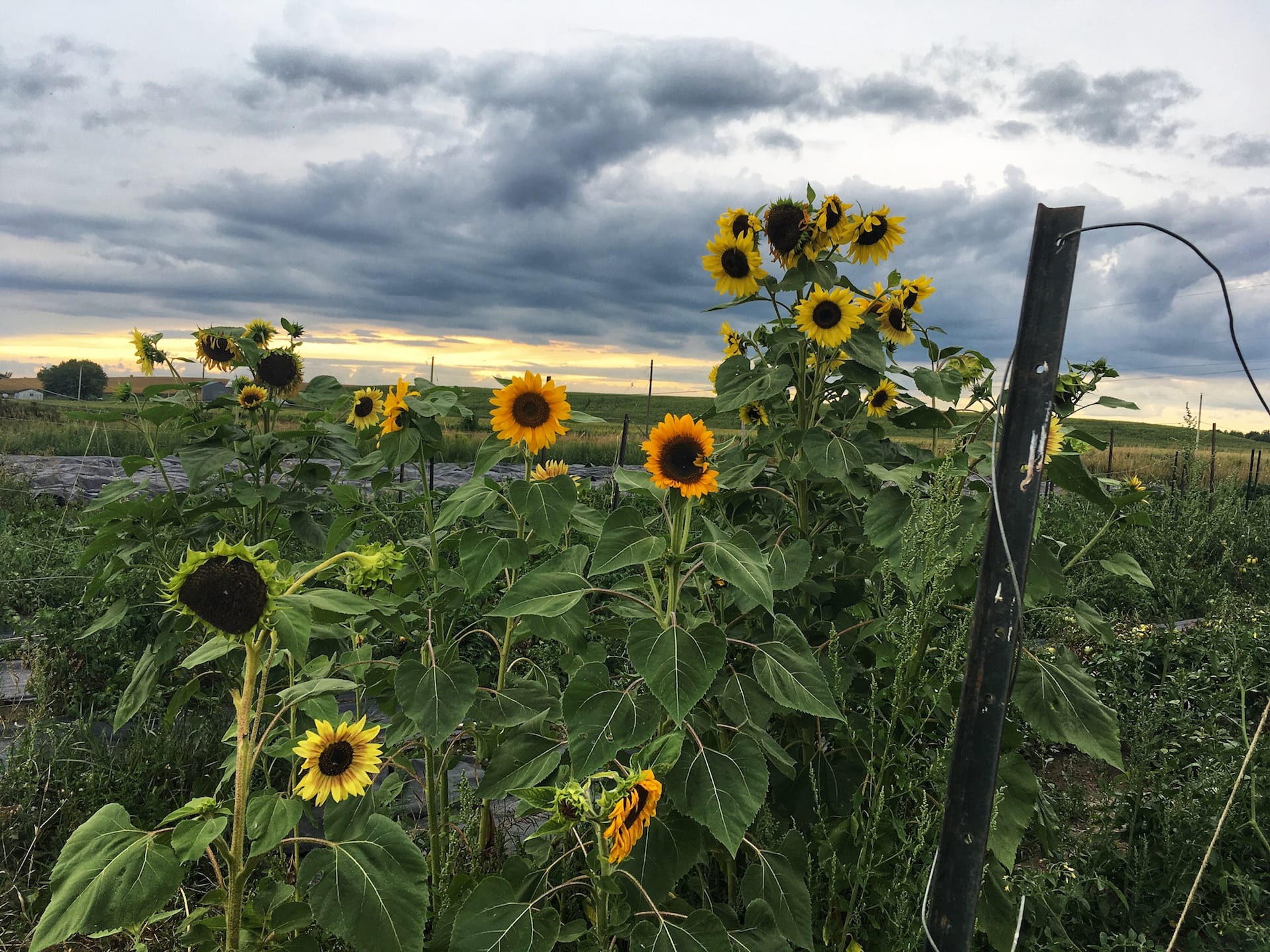 This Year's Dramatic Sunflowers