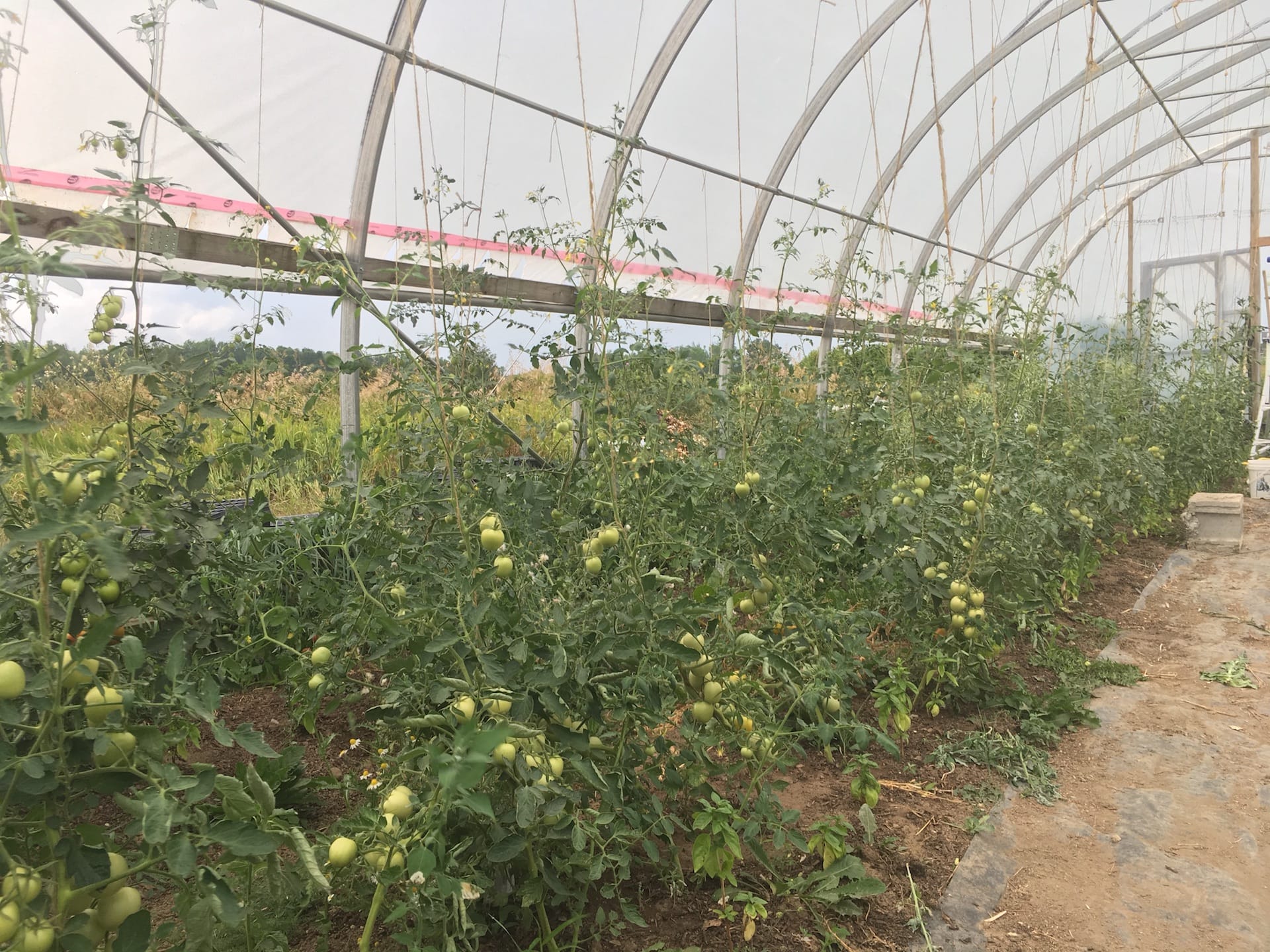 Green Tomatoes in a Row - Rain But Not Here