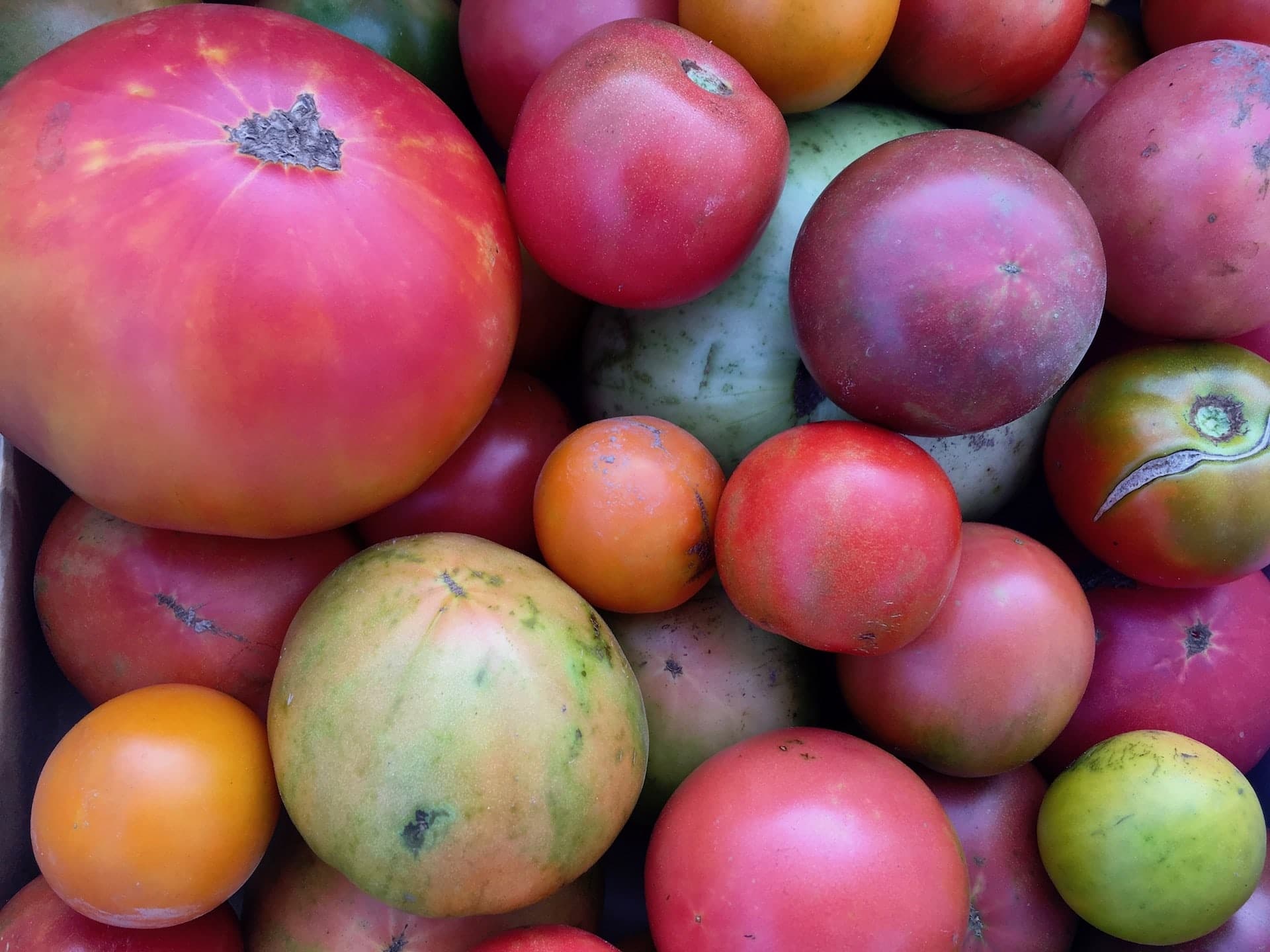 many tomatoes - Dog Daze of Summer