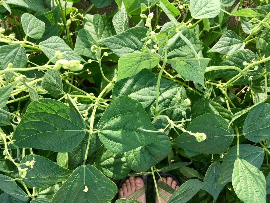 Beans and Toes