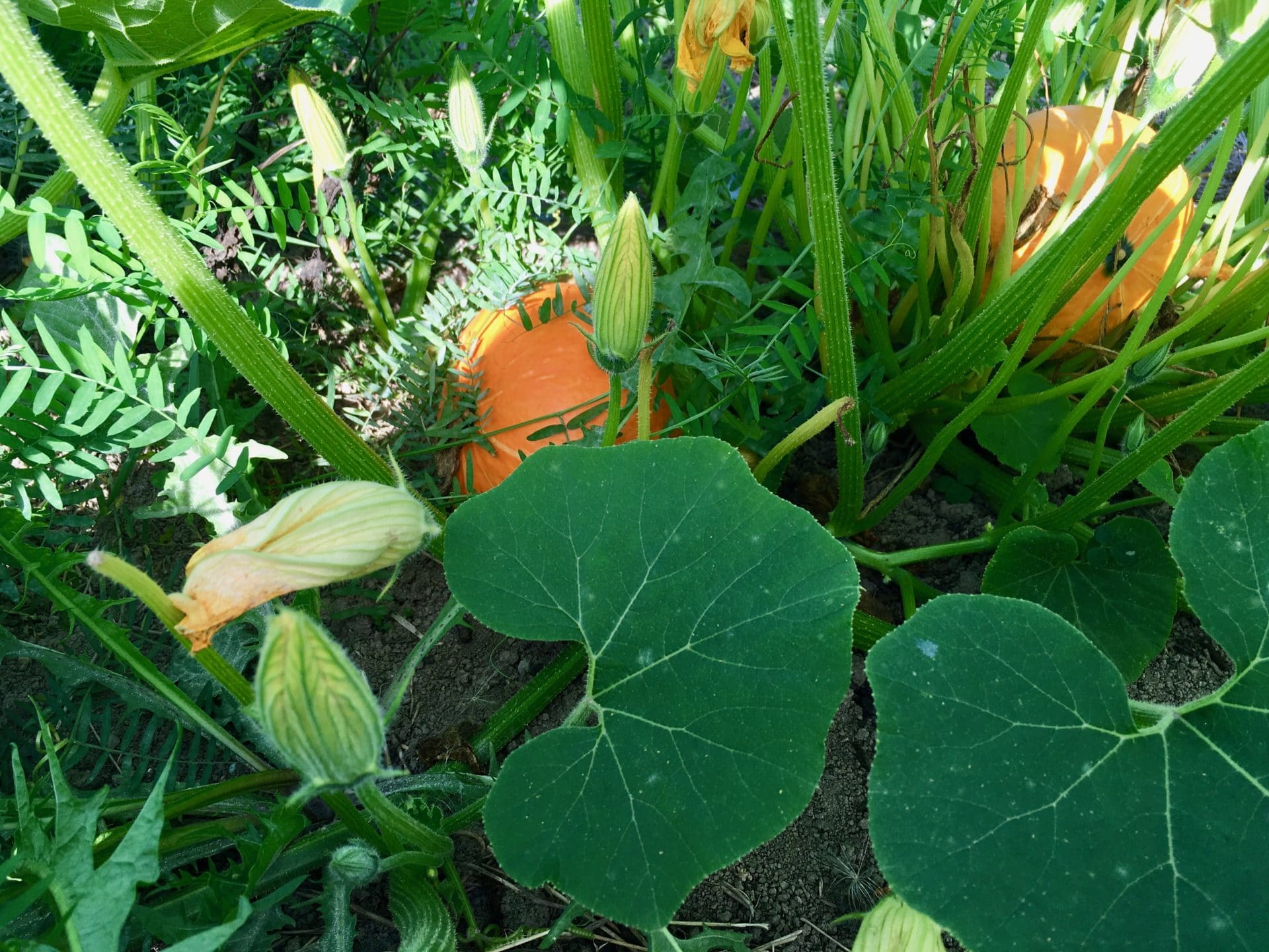 Below the Squash Leaf Canopy - T'was the Night Before Kindergarten...