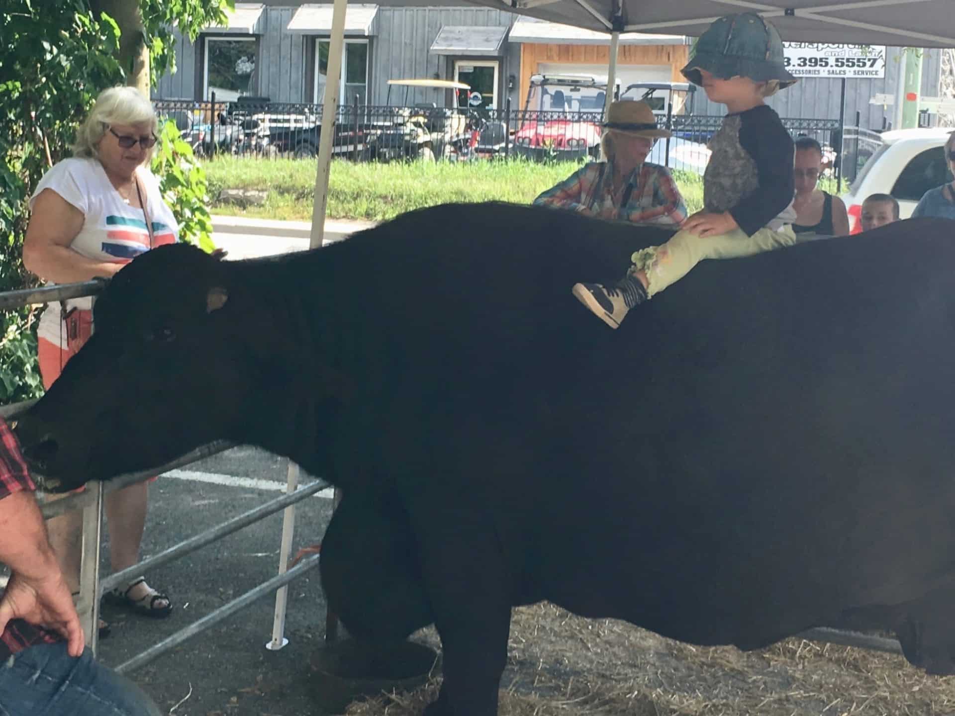 Riding a Water Buffalo - No Pick-Up in Toronto! Business as Usual on the Farm