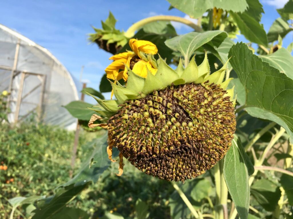 Sunflower Birdfeeder Sunflower Birdfeeder
